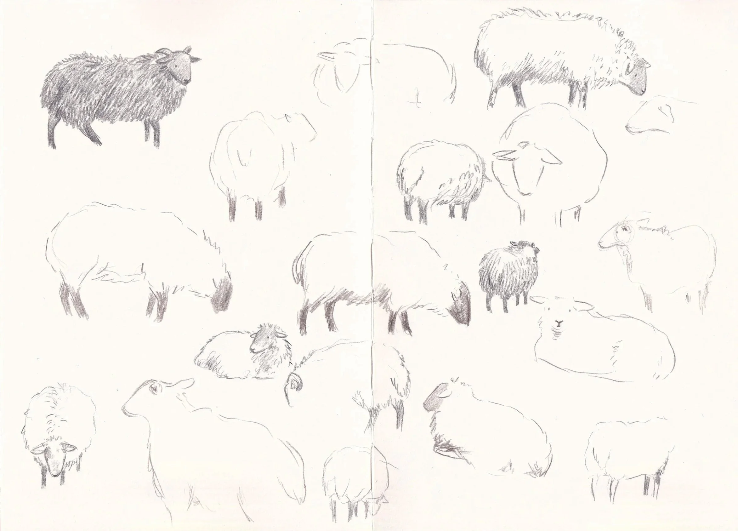 sheep sketches