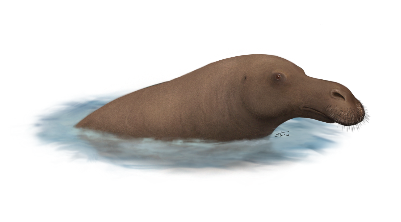 Makaracetus, a bizarre early whale from Pakistan.