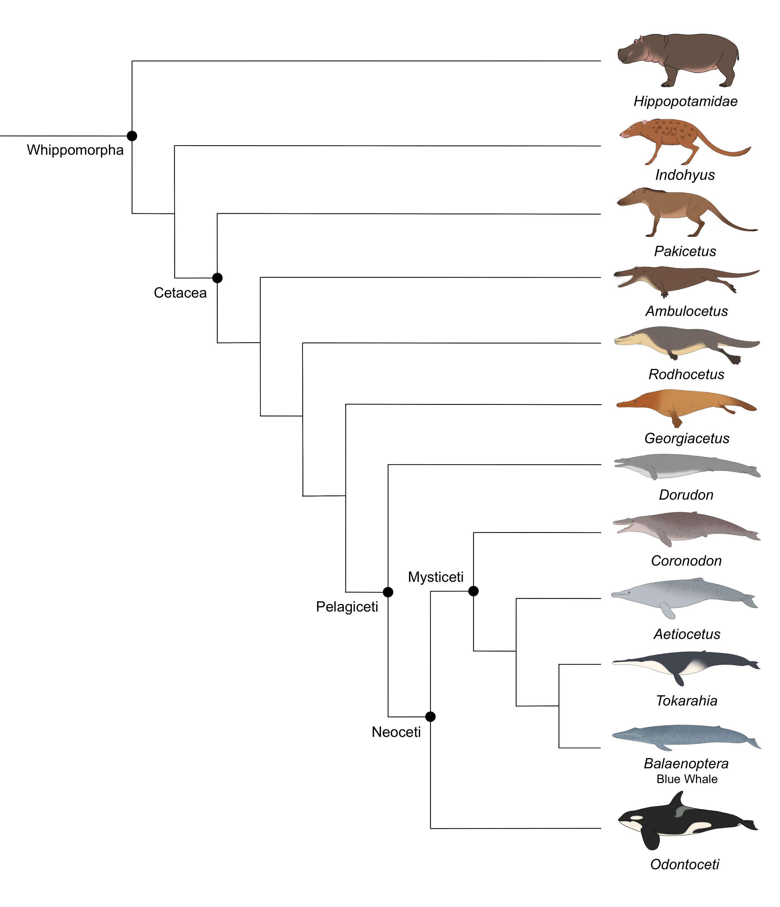 Cladogram created to present with college animation project.