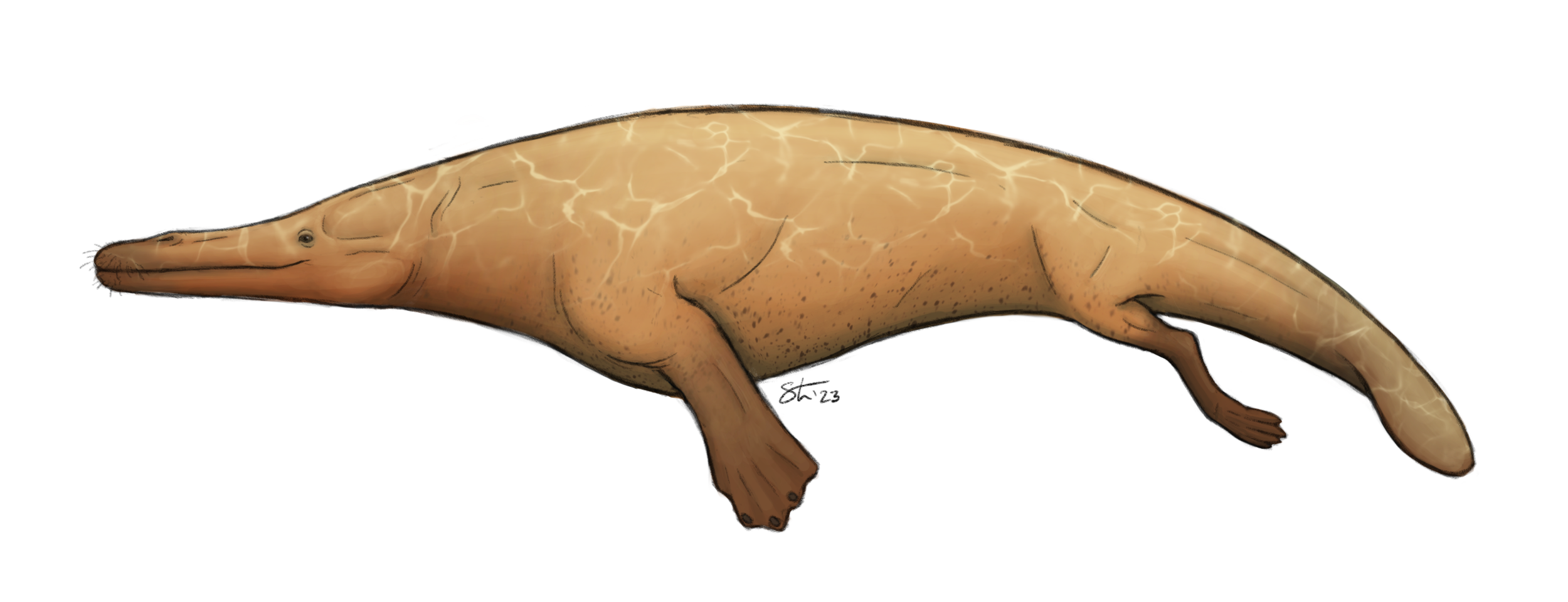 Georgiacetus, one of the last amphibious whales.