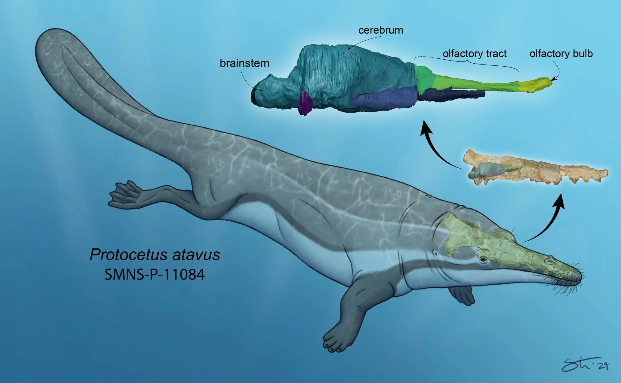 Protocetus with added 3D scans of the skull and brain. Licensed illustration accompanying Berger et al., 2025.
