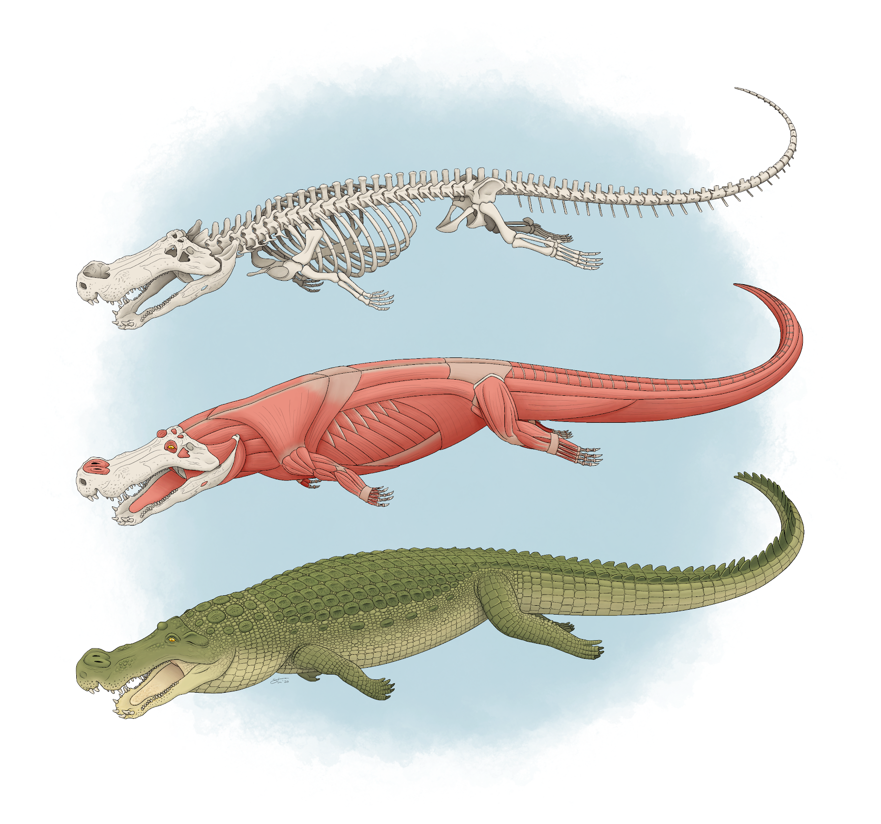 Skeletal, muscle, and life reconstructions of Deinosuchus riograndensis. Commission for the cover of the Journal of Vertebrate Paleontology