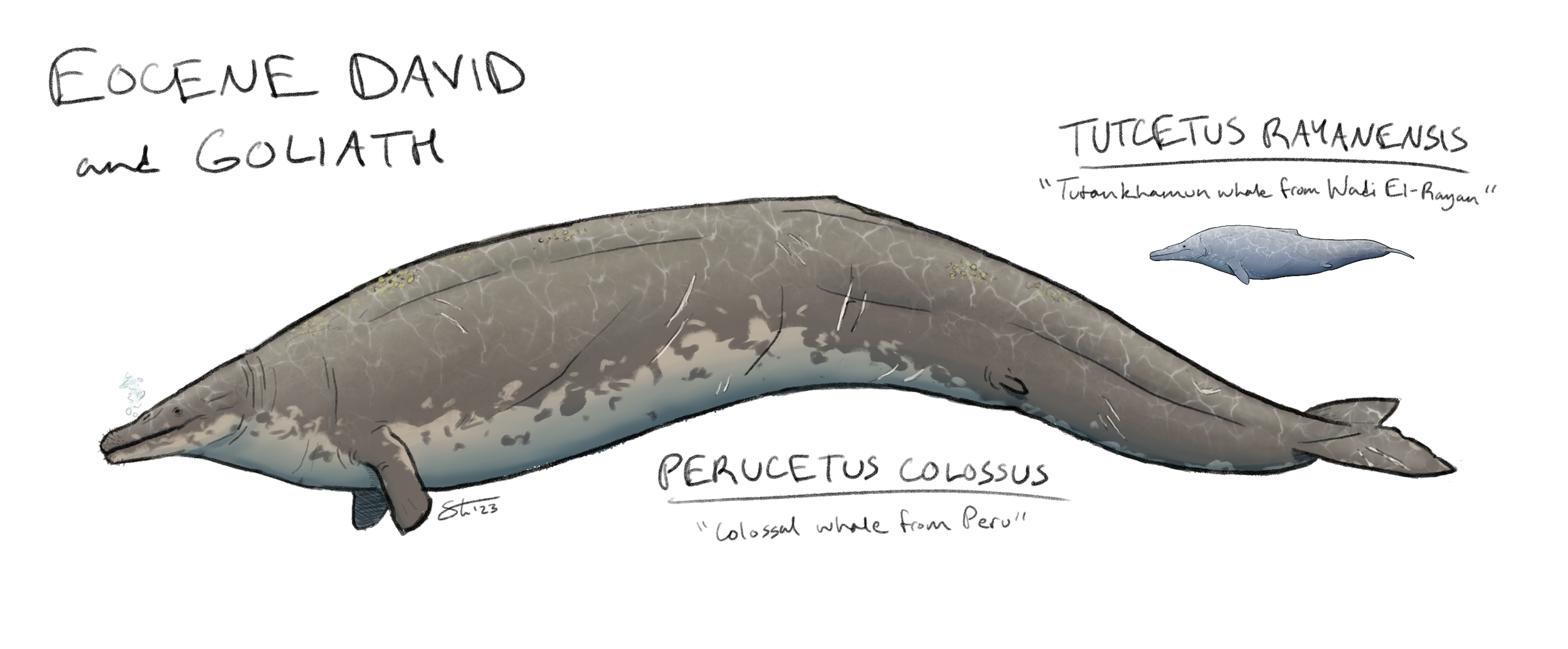 The giant Eocene whale Perucetus with its tiny cousin, Tutcetus.