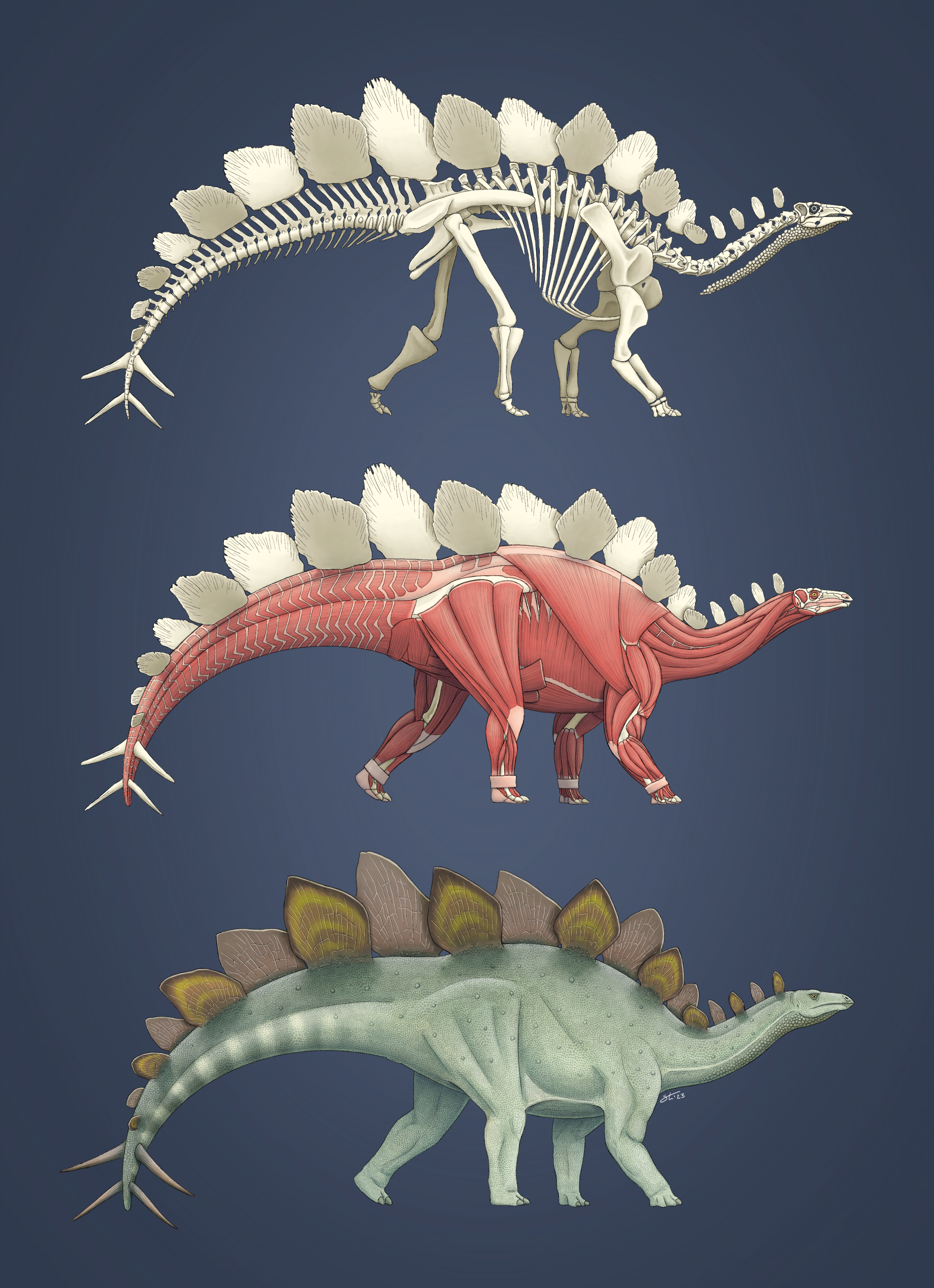 Skeletal, myological, and life reconstructions of Stegosaurus stenops, based on the famous "Sophie" specimen. Commission for a private client.