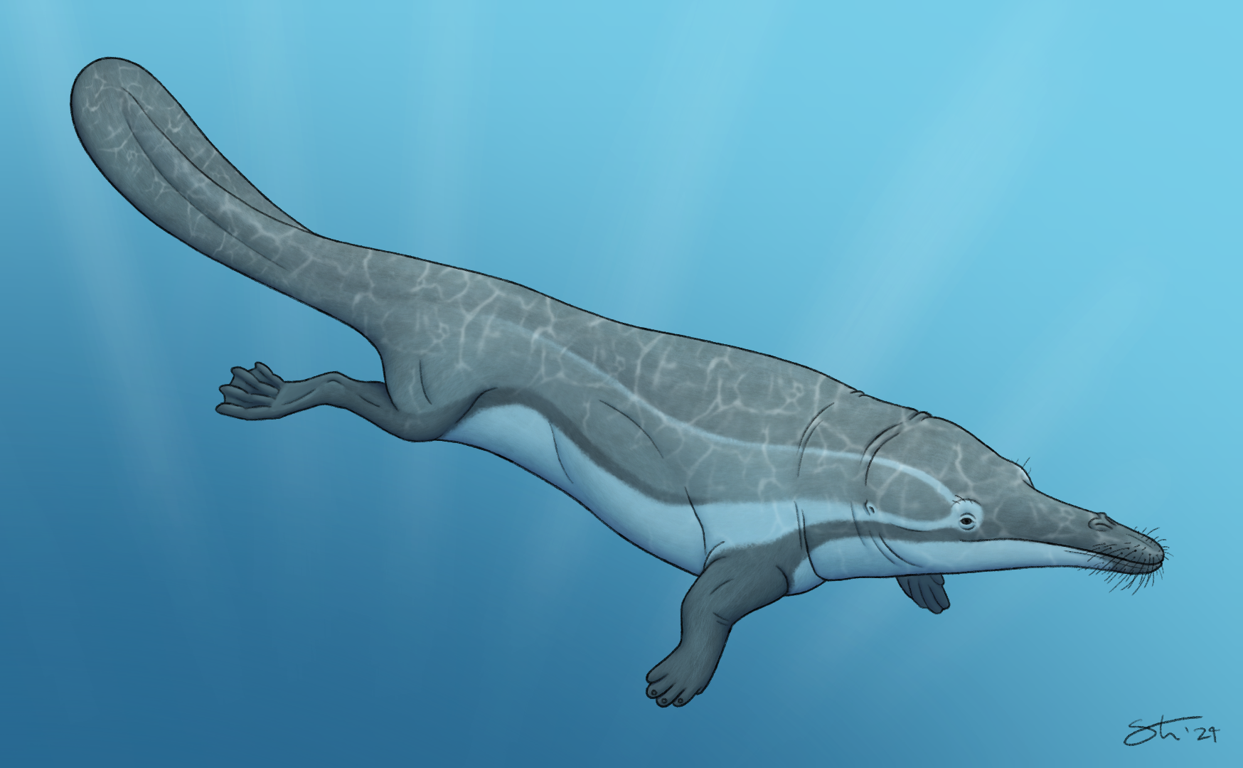 The primitive Eocene whale Protocetus atavus, made to try to replace outdated artwork online. Personal illustration.