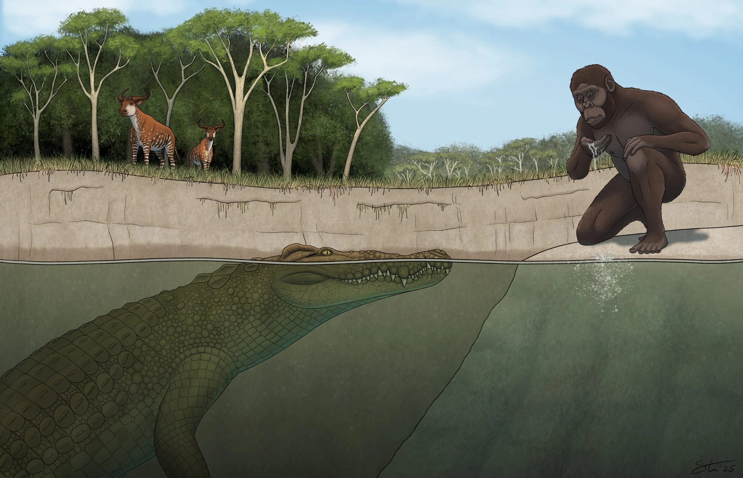 Illustration of the Pleistocene crocodile Crocodylus lucivenator hunting Australopithecus afarensis. Commissioned illustration for press release accompanying Brochu et al., 2026.