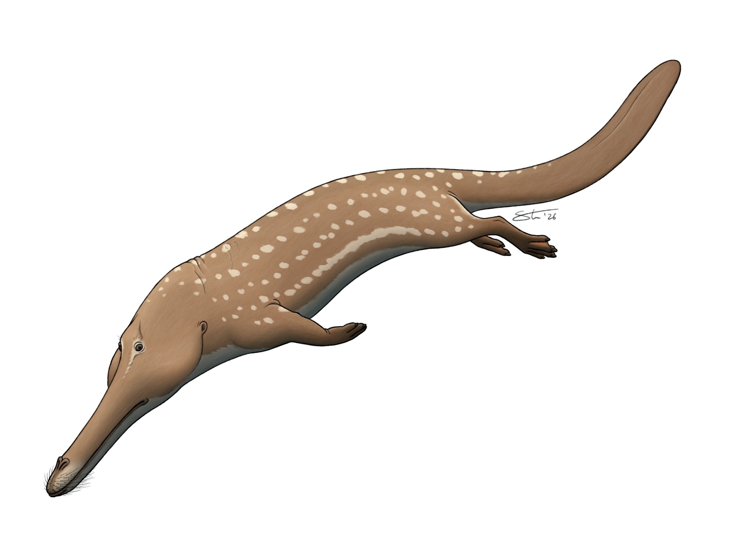 Life reconstruction of the Eocene whale Kutchicetus. Personal illustration.