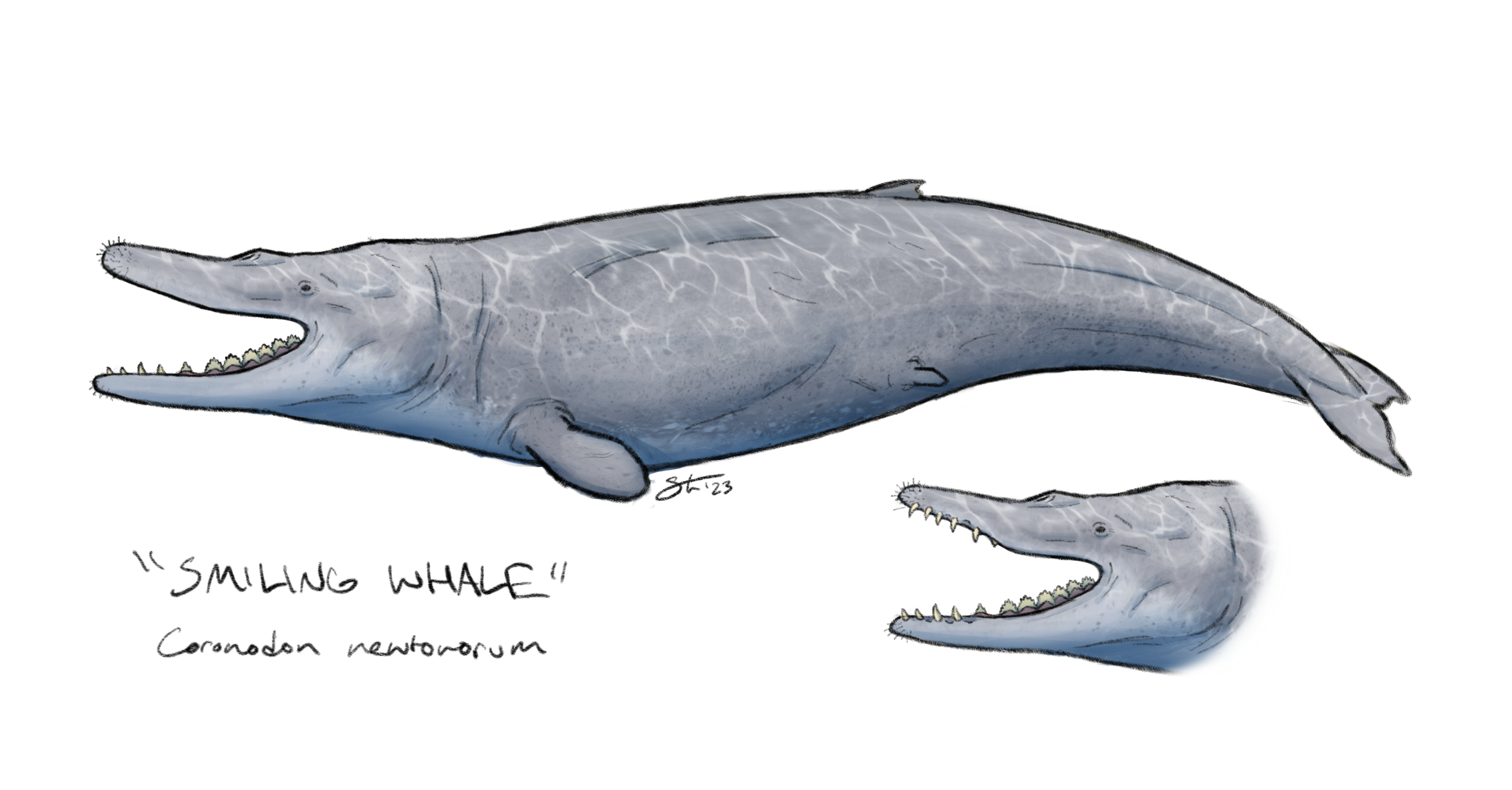 Coronodon, an early baleen whale with teeth. Inset with alternative, bare-toothed reconstruction.