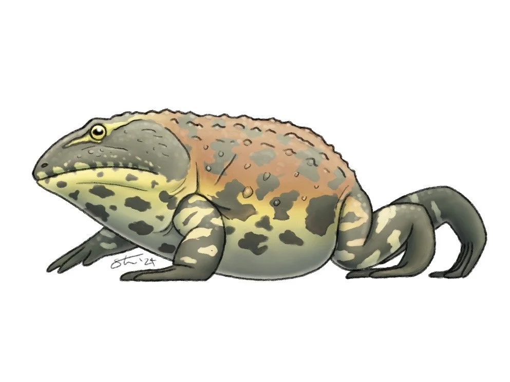 Beelzebufo, based on the design from Prehistoric Planet. Commission for a private client.