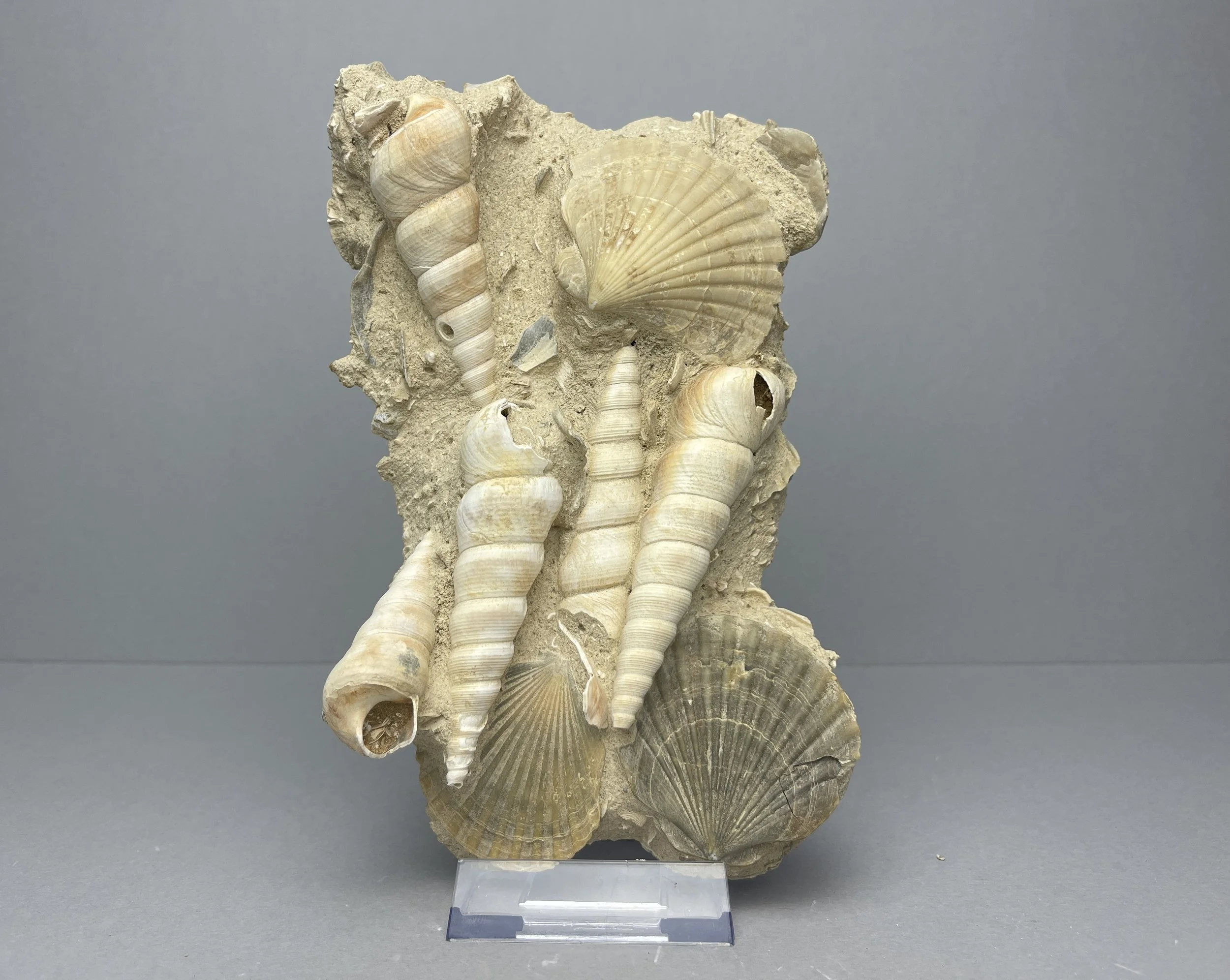 Large Turritella & Pecten Fossil Cluster Matrix - Genuine Marine Gastropod Shell Slab Decor