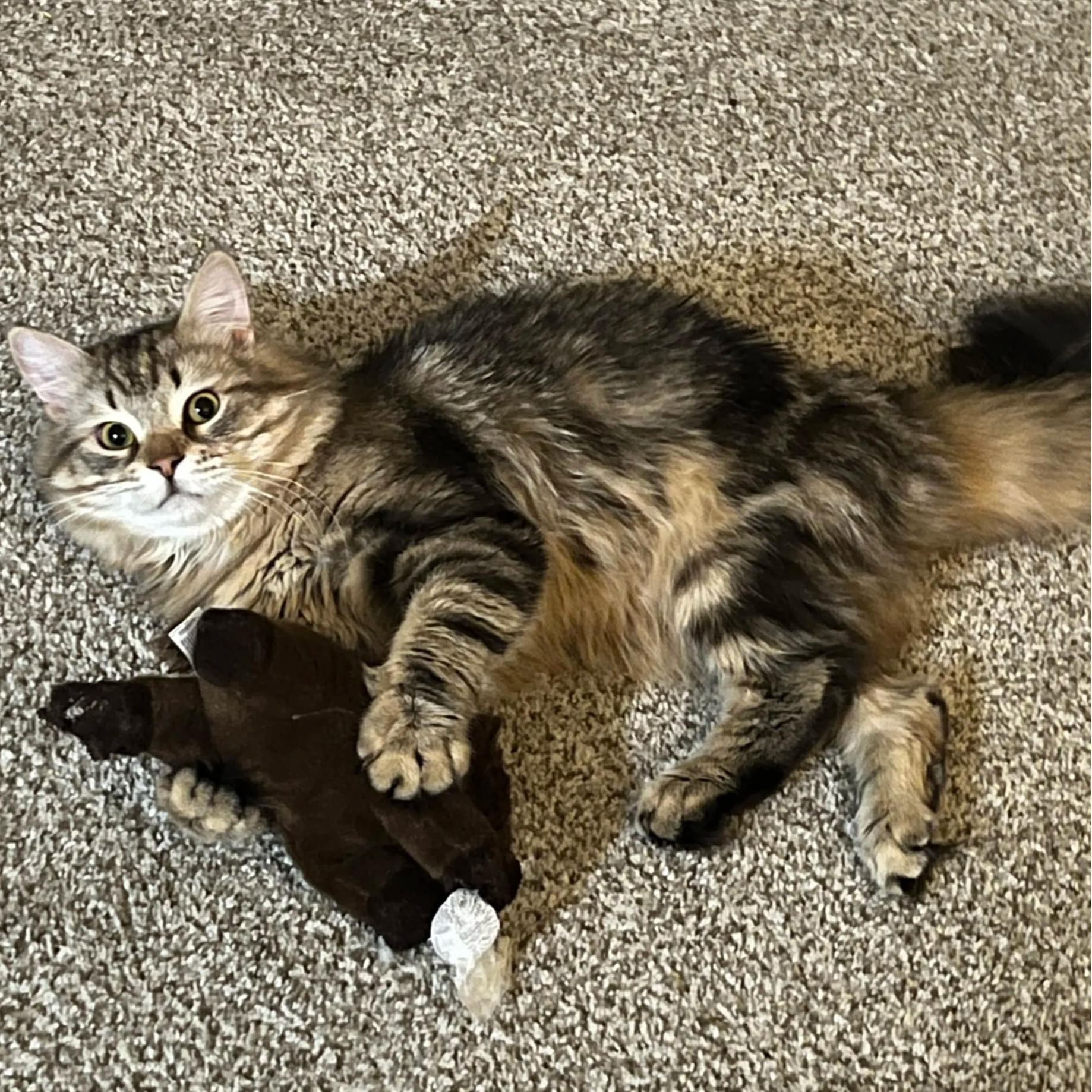 Interior scene with a tabby cat lying on a carpeted floor, playing with a large dark toy, with neutral-colored carpeting in the background.