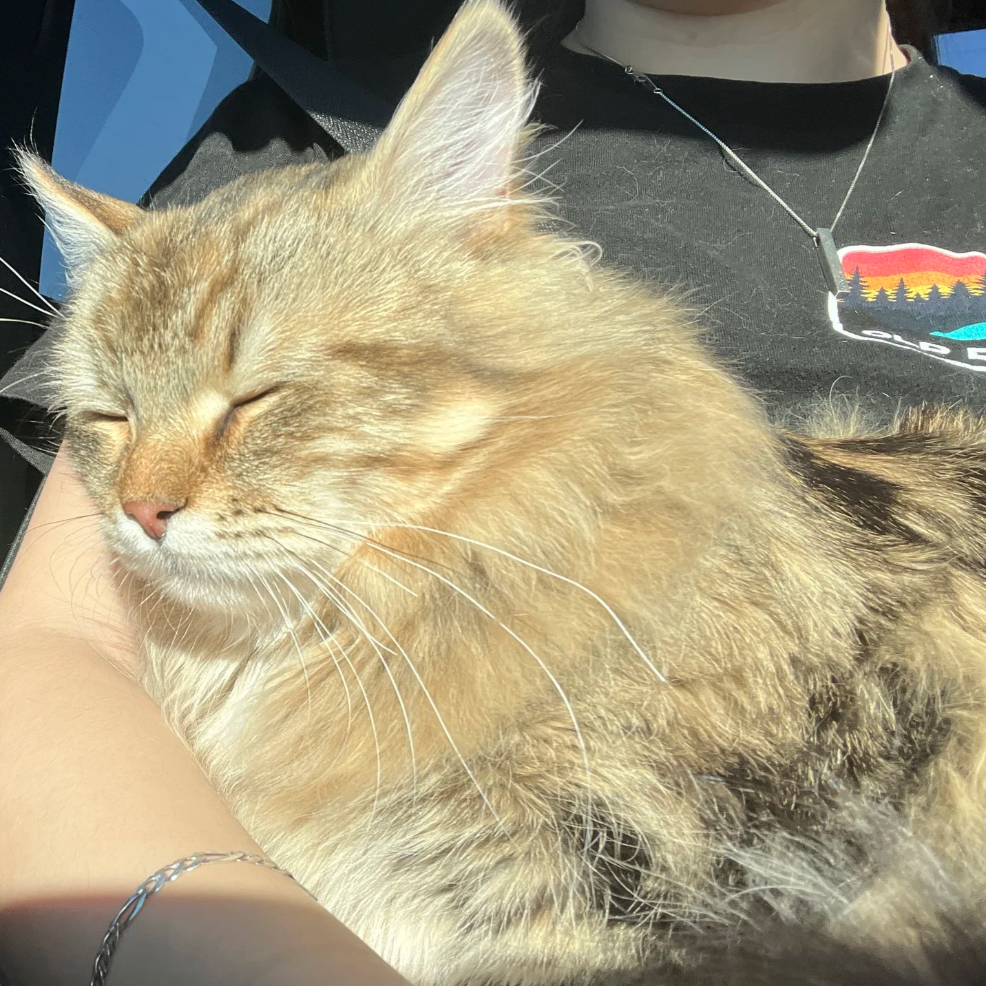 A close-up of a sleeping ginger tabby cat with closed eyes, resting on a person's arm.