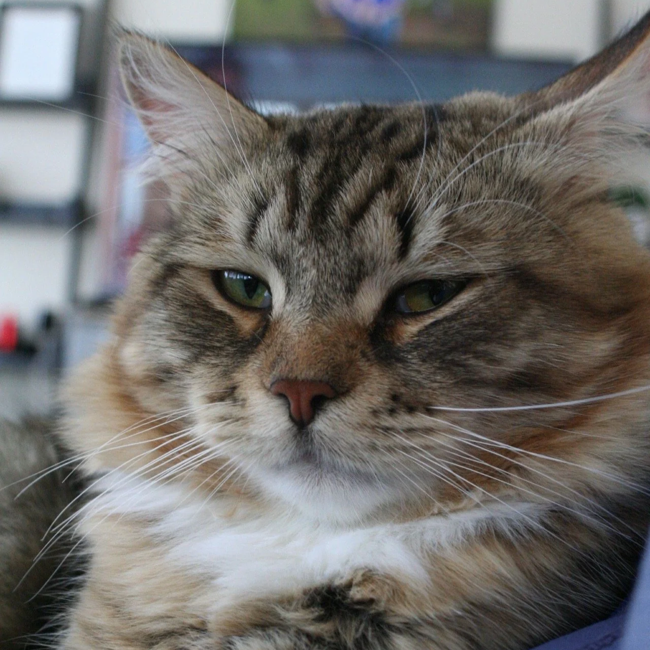 Close-up of a tabby cat with green eyes, light brown and black fur, and a white chest, resting indoors.