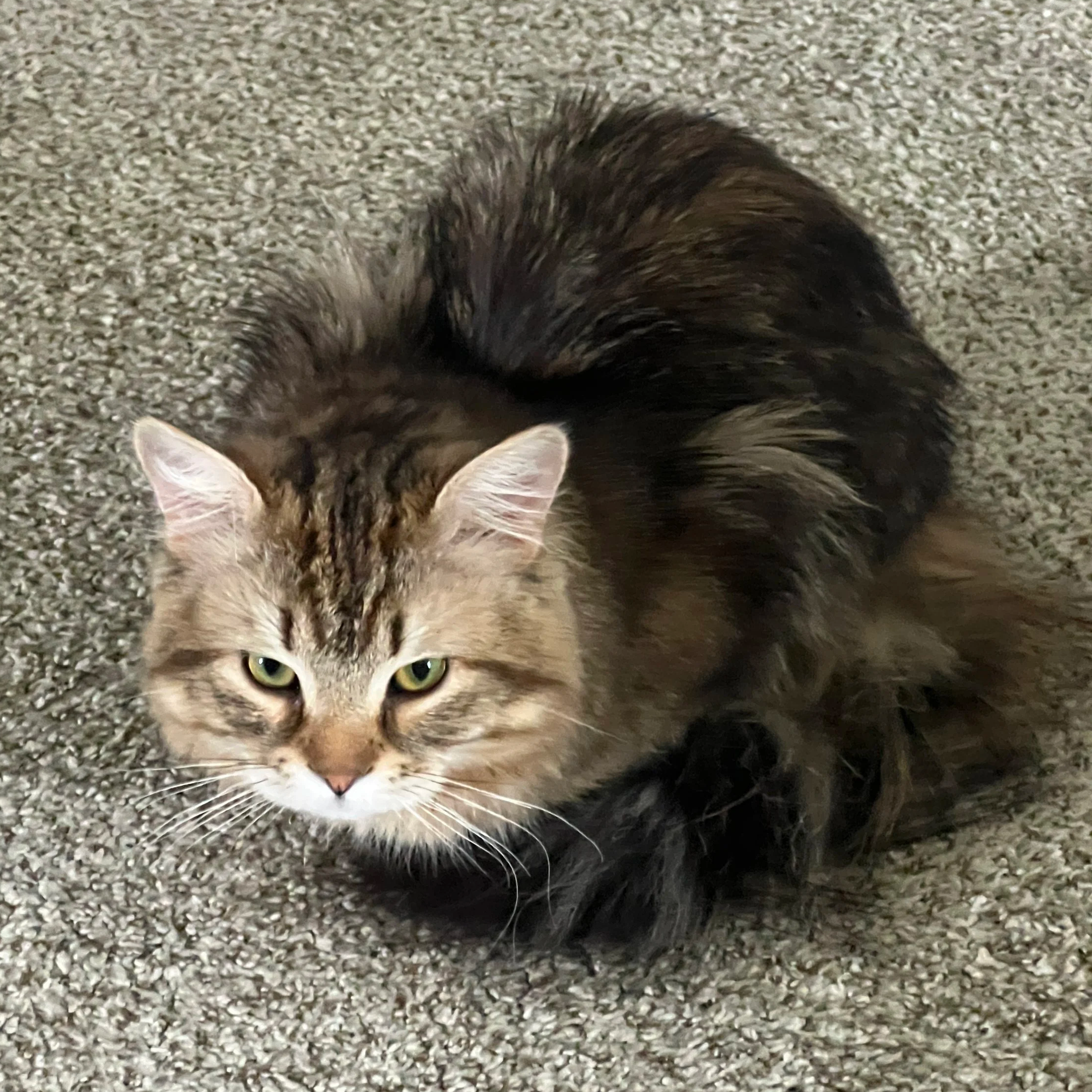 Close-up of a tabby cat lying on a textured carpet, with only part of its face, ears, and fur visible.