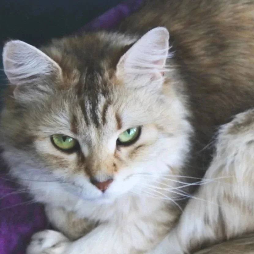 A close-up of a cat with cream and brown fur, green eyes, and white whiskers.
