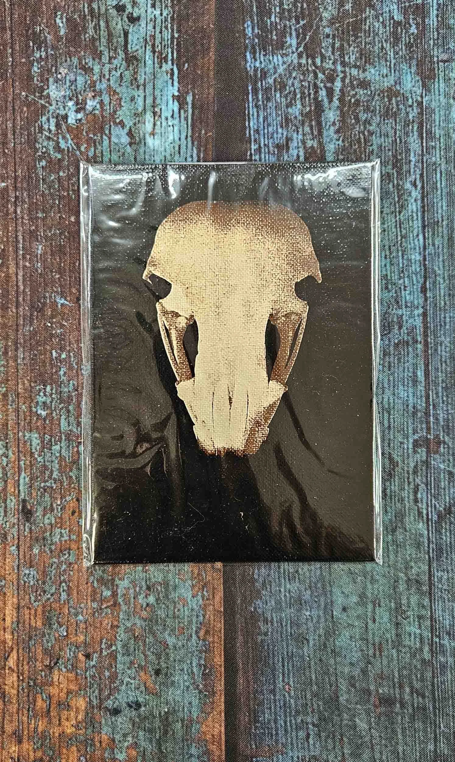 osprey_skull_6.jpg