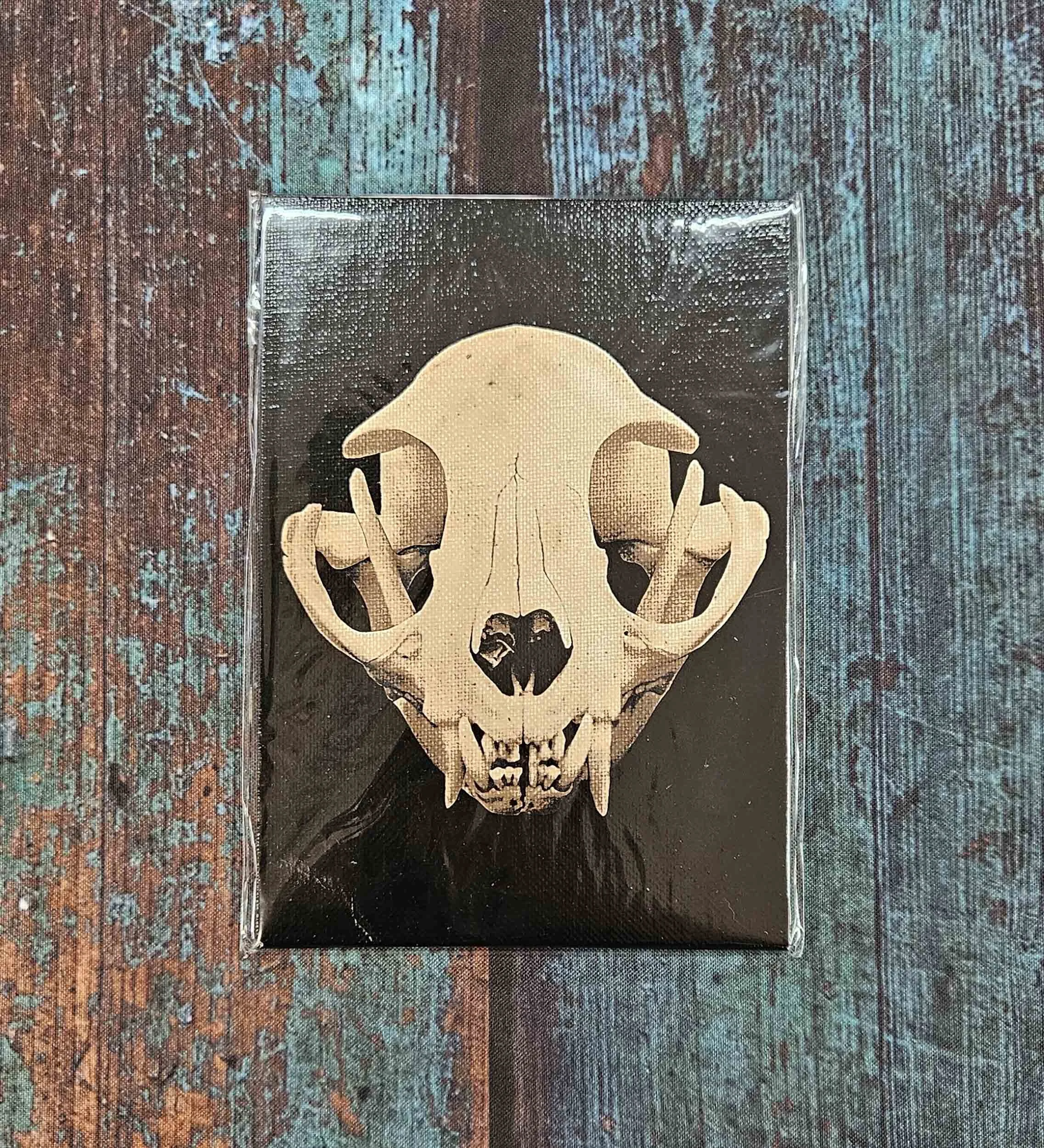 Raccoon_skull_5x7_8.jpg