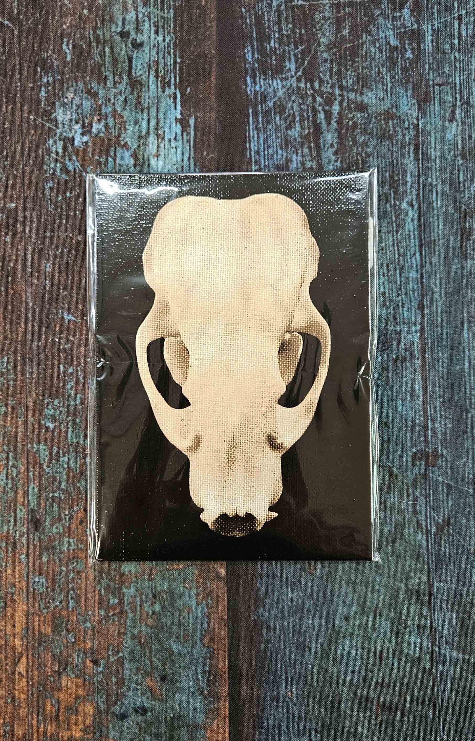 badger_skull_6.jpg