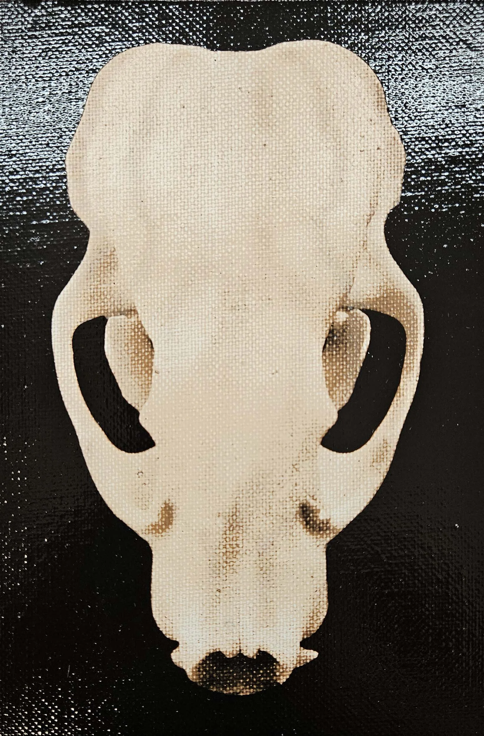 badger_skull_1.jpg