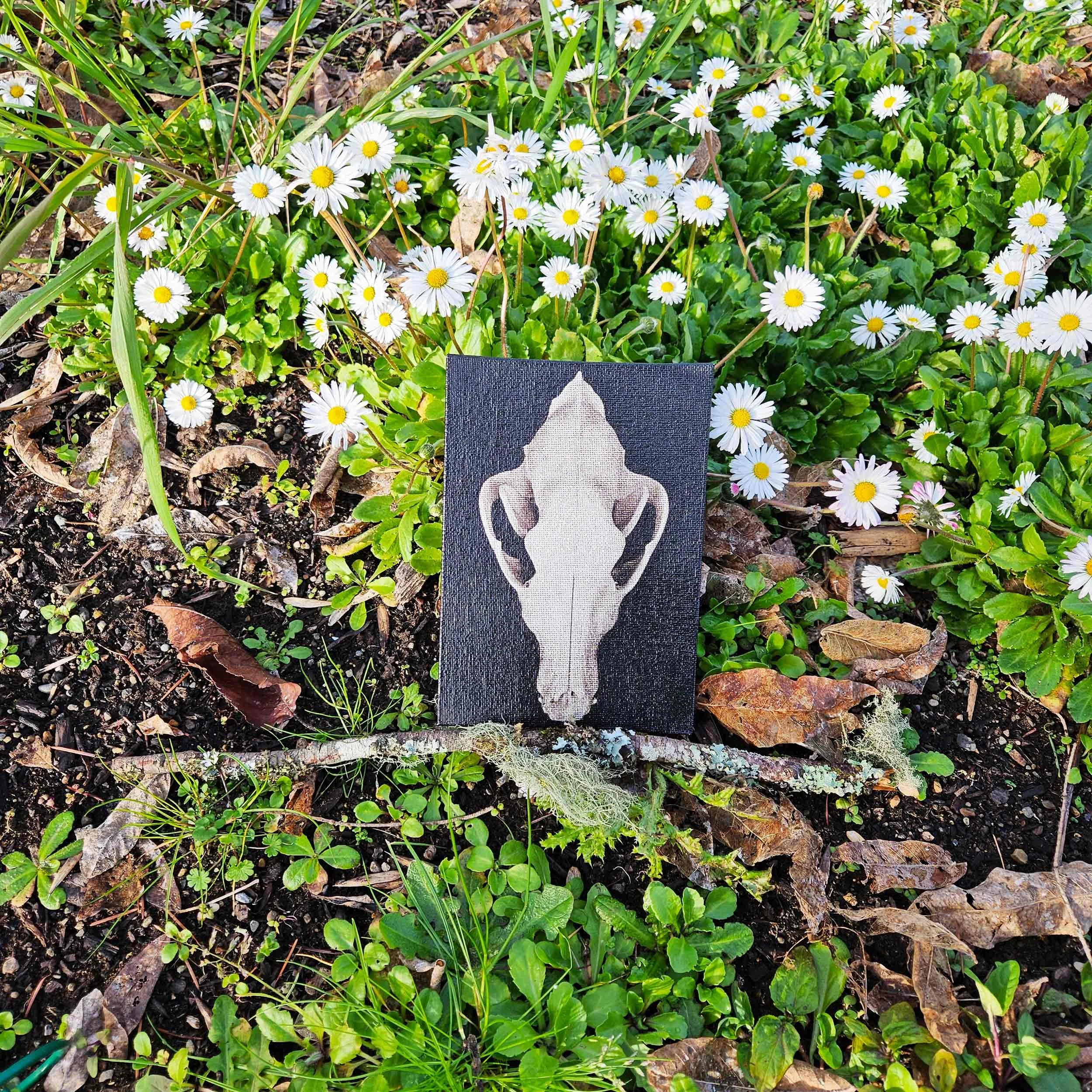 wolf_skull.jpg