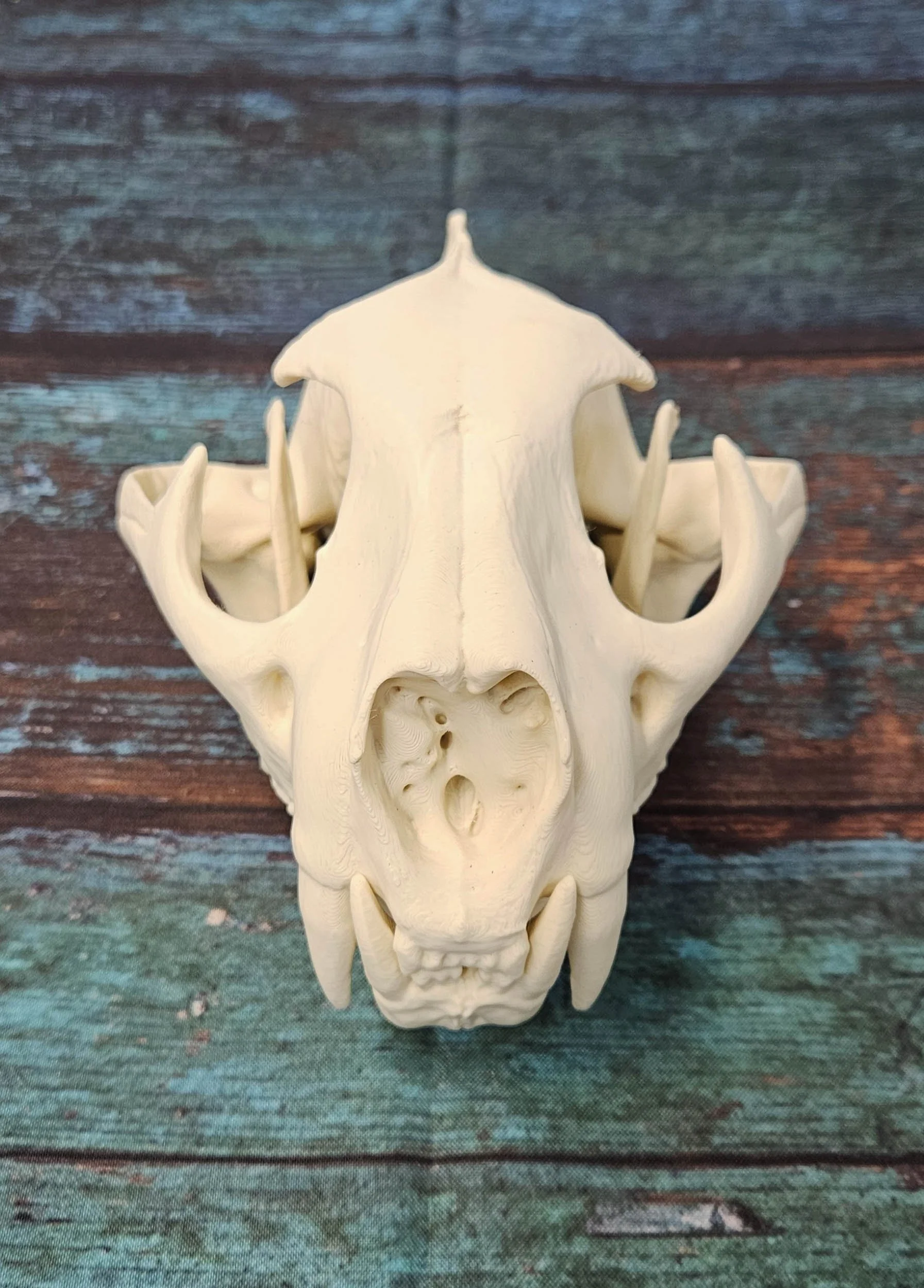 Cougar Skull - Replica