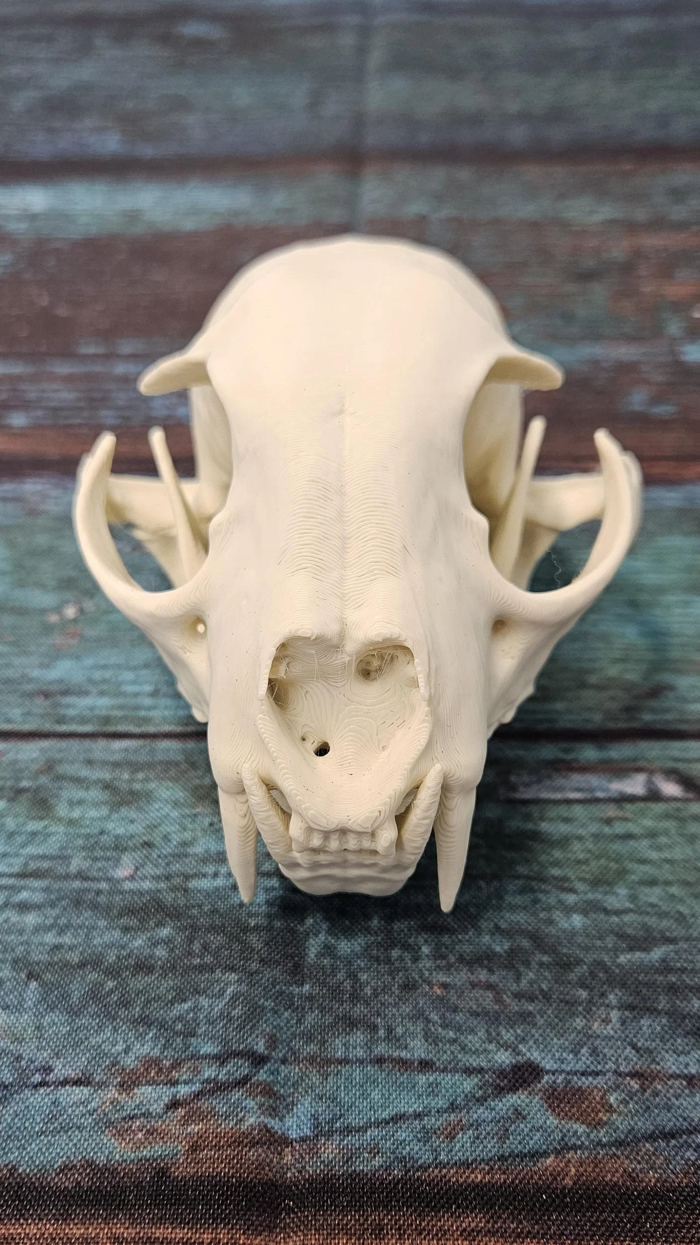 Badger Skull - Replica