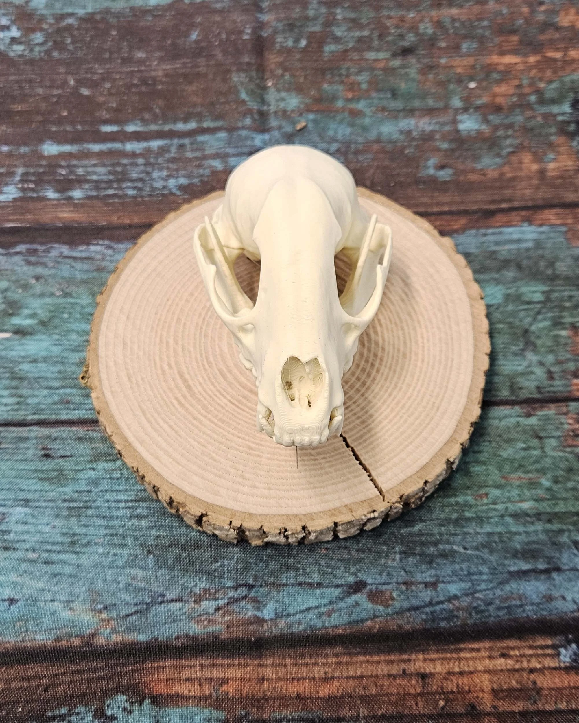 Raccoon Skull Mount - Replica