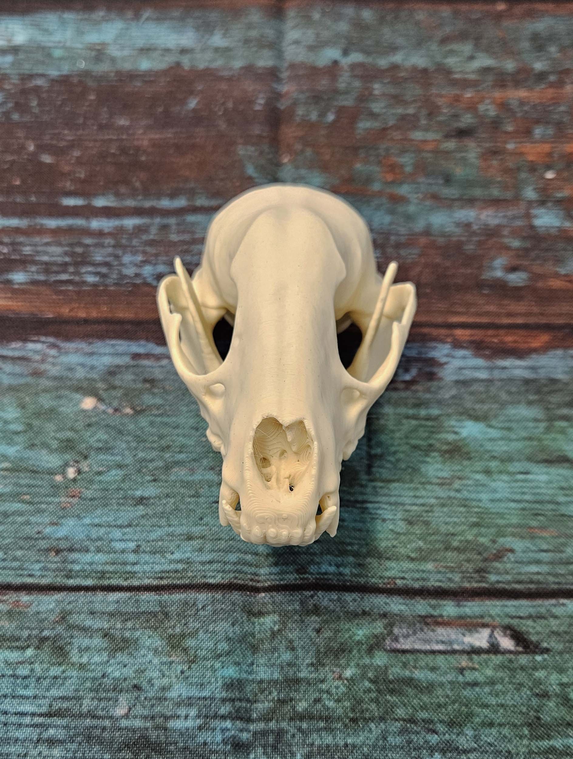 Raccoon Skull - Replica