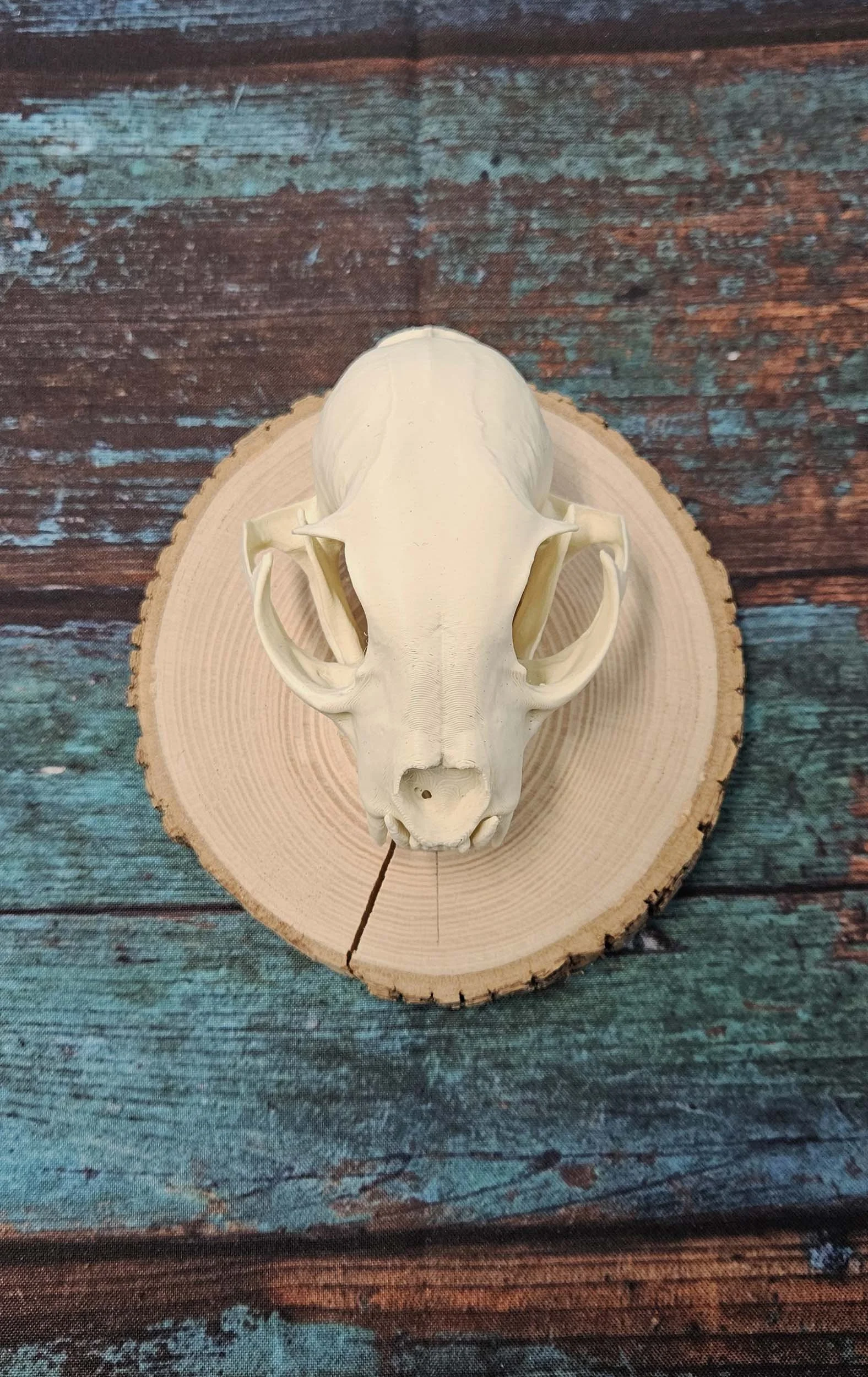 Lynx Skull Mount - Replica