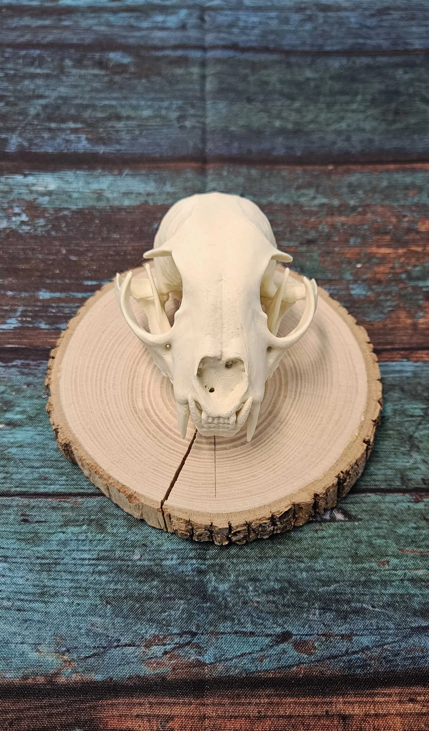 Badger Skull Mounted - Replica