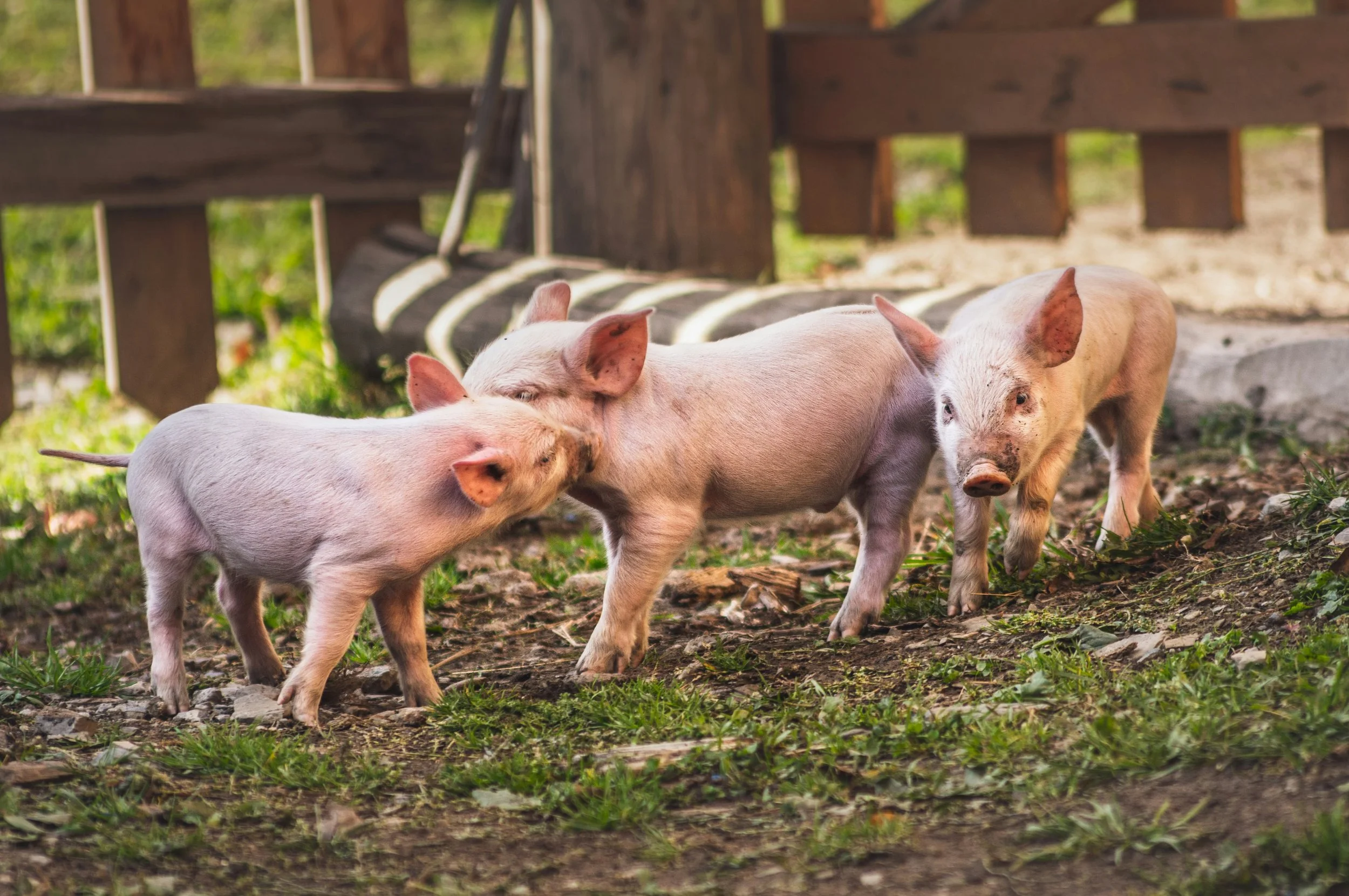 Three piglets playing outdoors near a wooden fence, with grass and dirt on the ground.