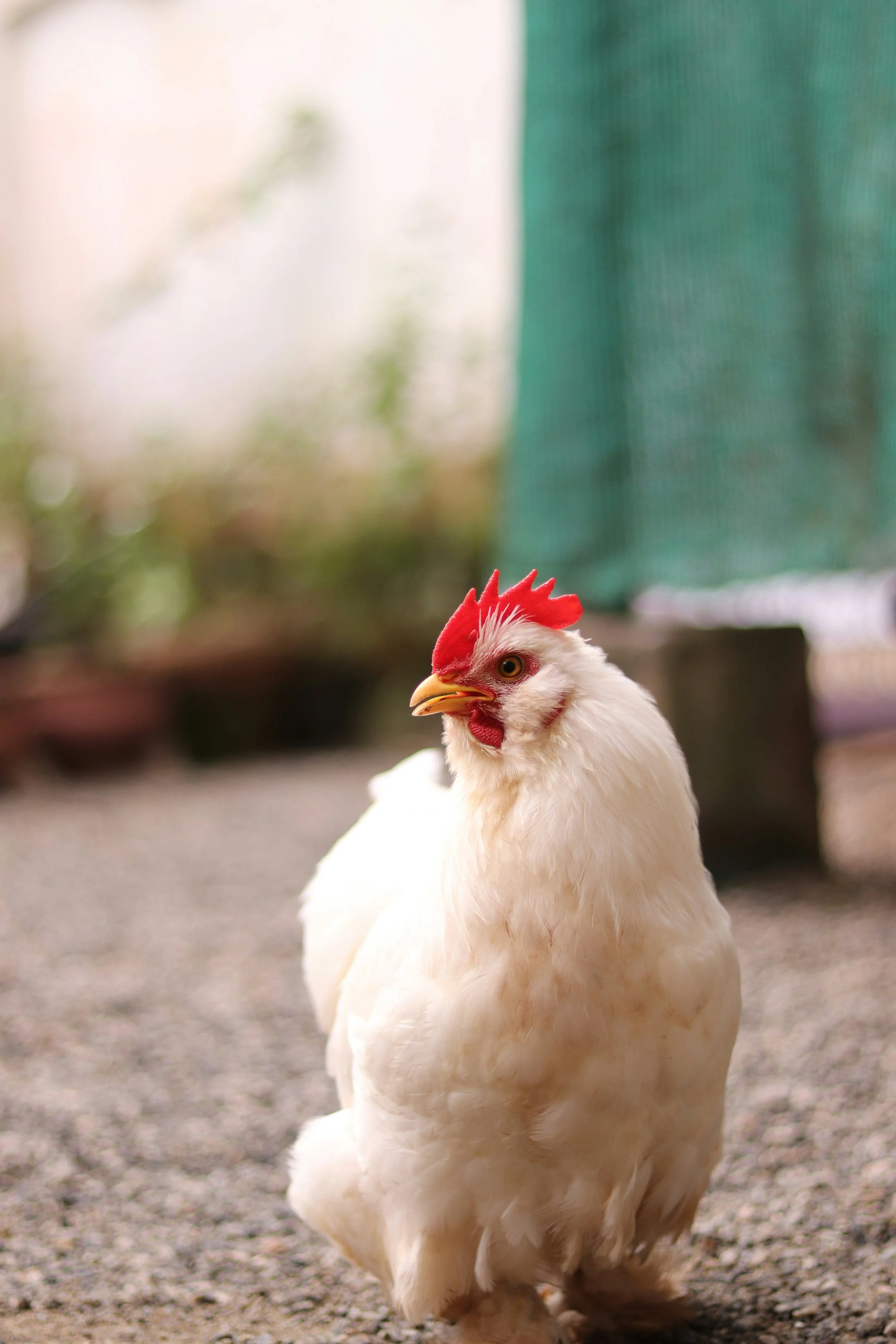 A white rooster with a red comb and wattles standing on gravel in an outdoor setting.