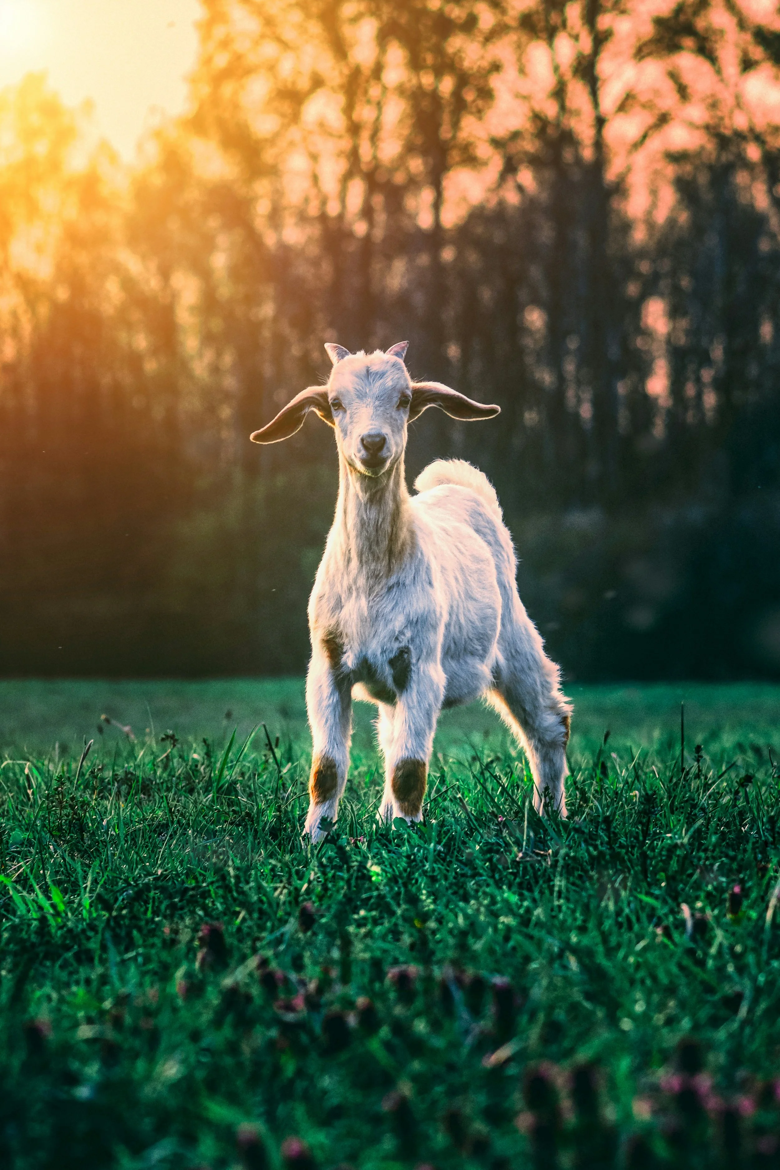 Young goat standing on green grass with sunset and trees in background.