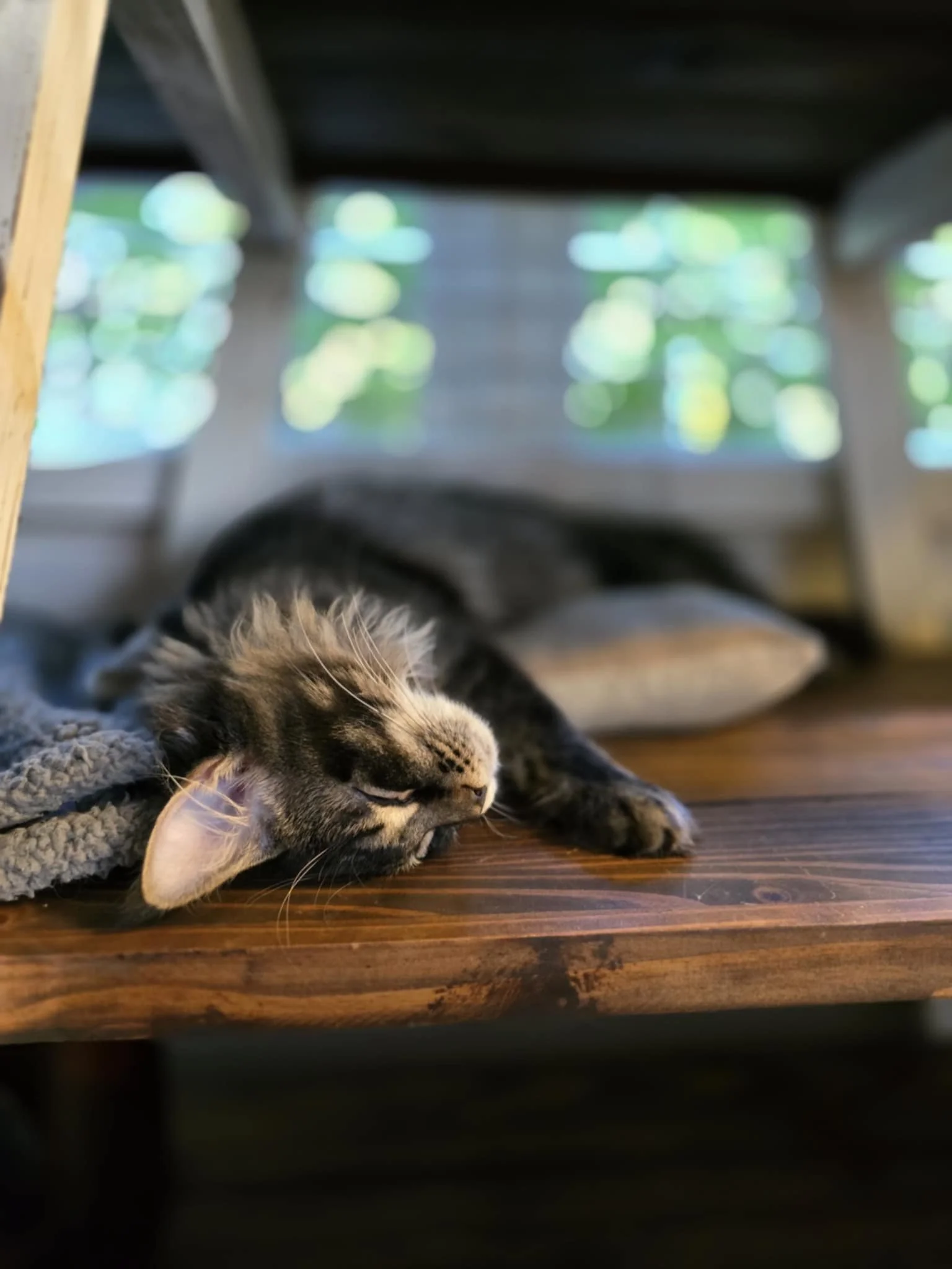 The Majestic Maine Coon Cat: A Guide to This Gentle Giant