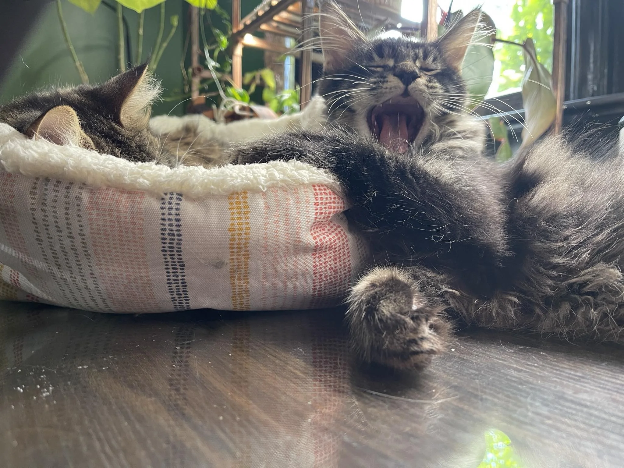 Should You Get a Maine Coon Cat?