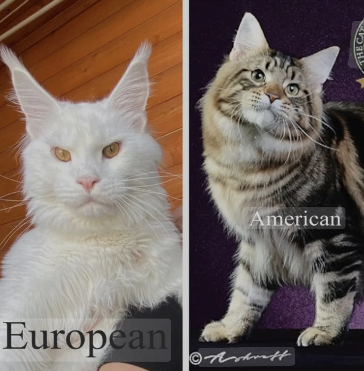 American vs. European Maine Coons: Understanding the Differences