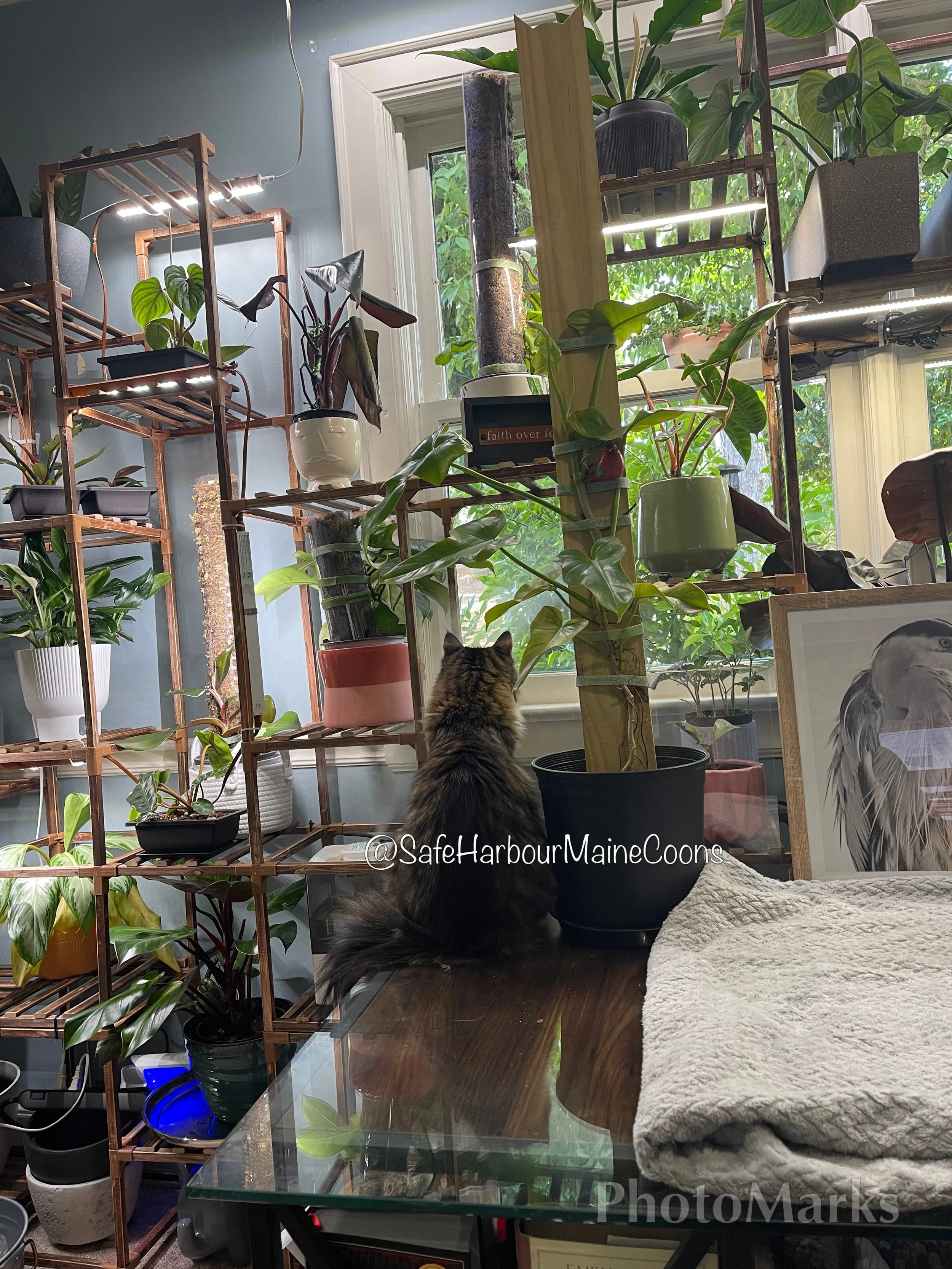 A Guide to Cat-Safe Houseplants