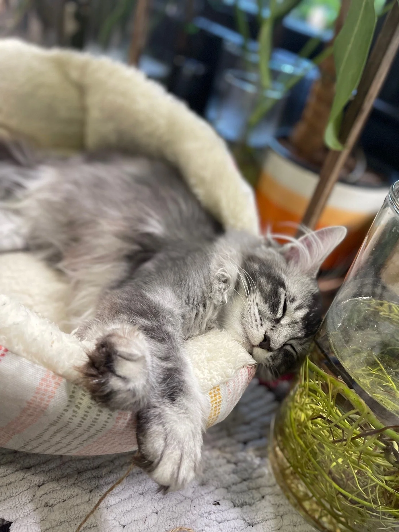 Silver tabby kitten resting on a blanket.