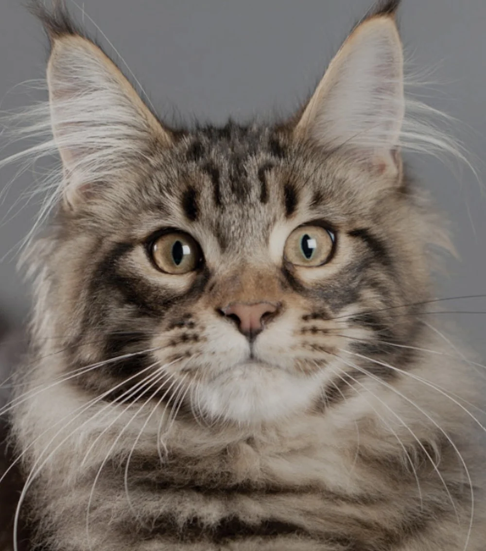 American vs. European Maine Coons Understanding the Differences — Safe