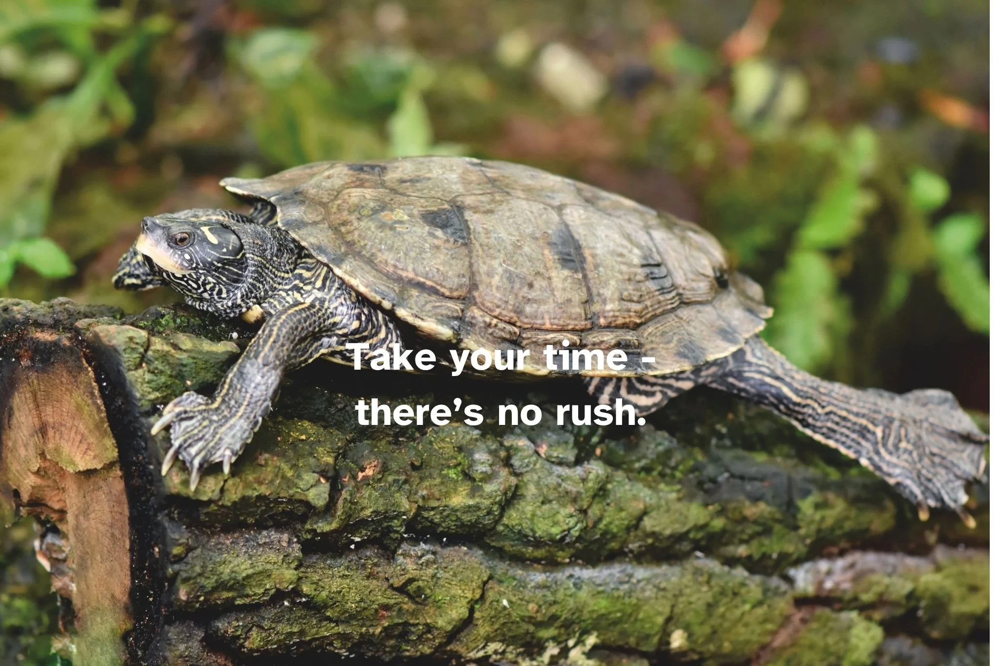 Slowing down is a part of inclusivity. (22).jpg