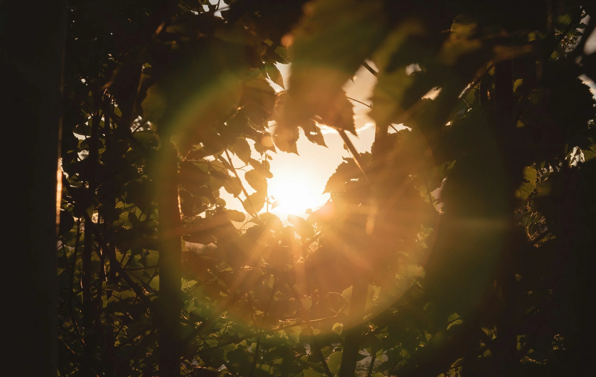 Stepping into the Sun | Vol. 1 No. 12 