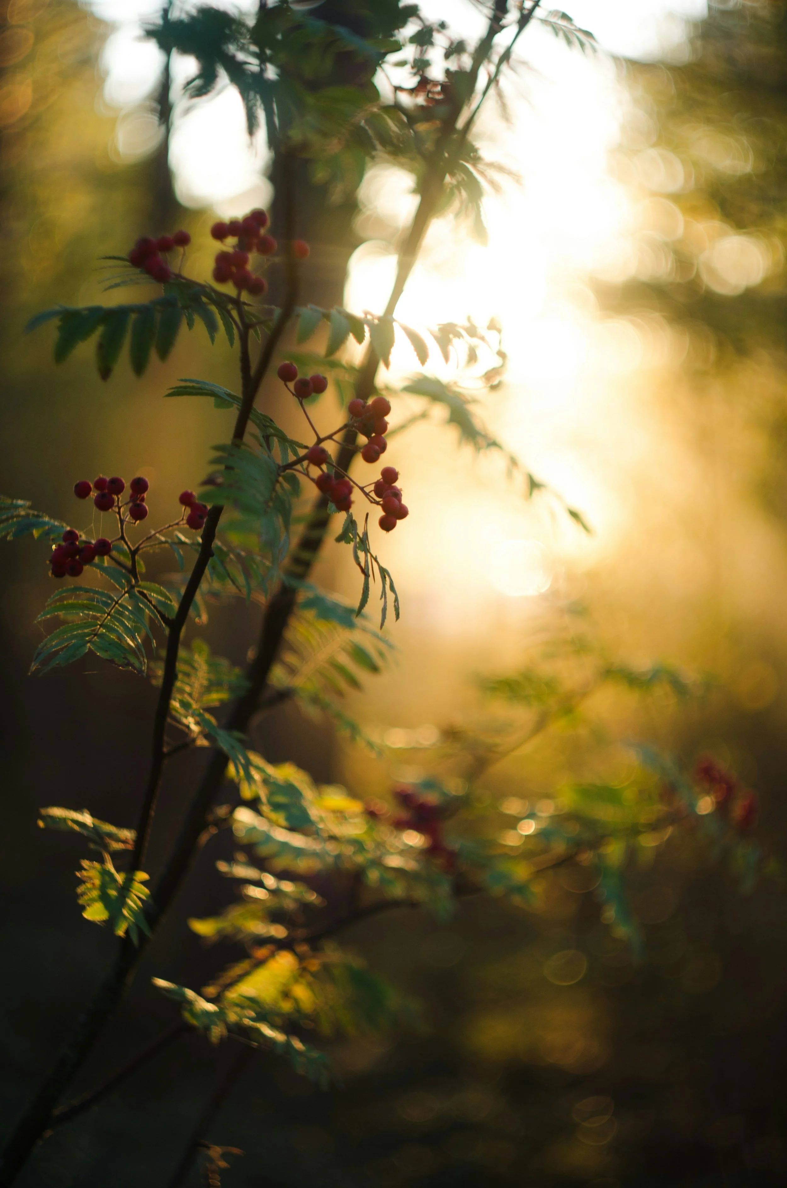 Settle: An Extended Breath & Stillness Meditation