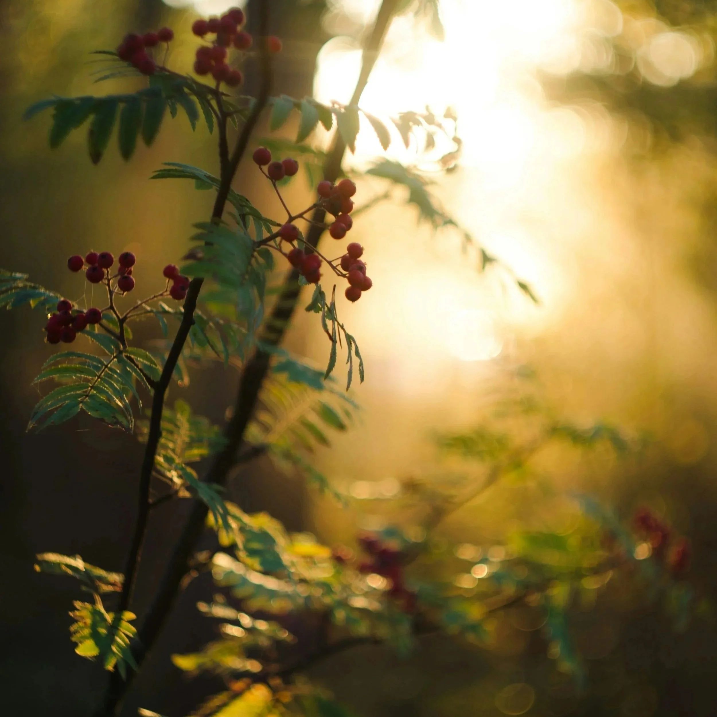 Settle: A 20-Minute Breath & Stillness Meditation