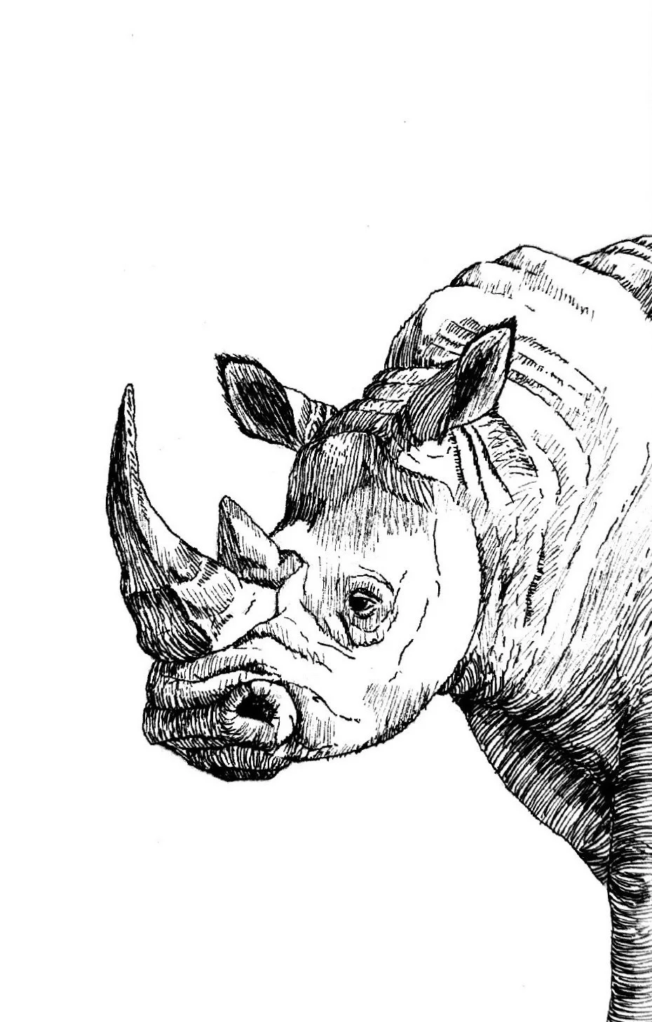 Rhinoceros