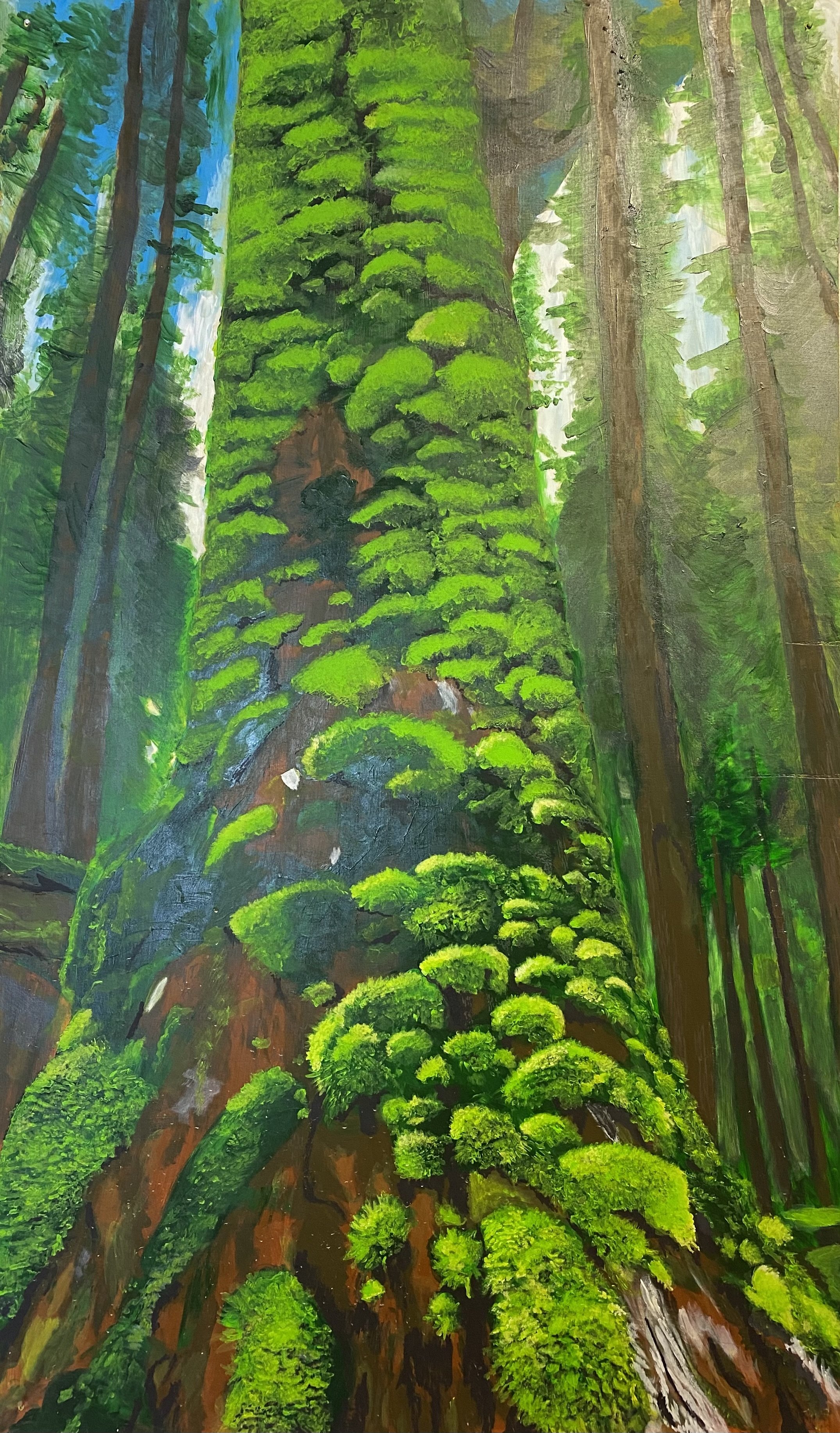 Redwood