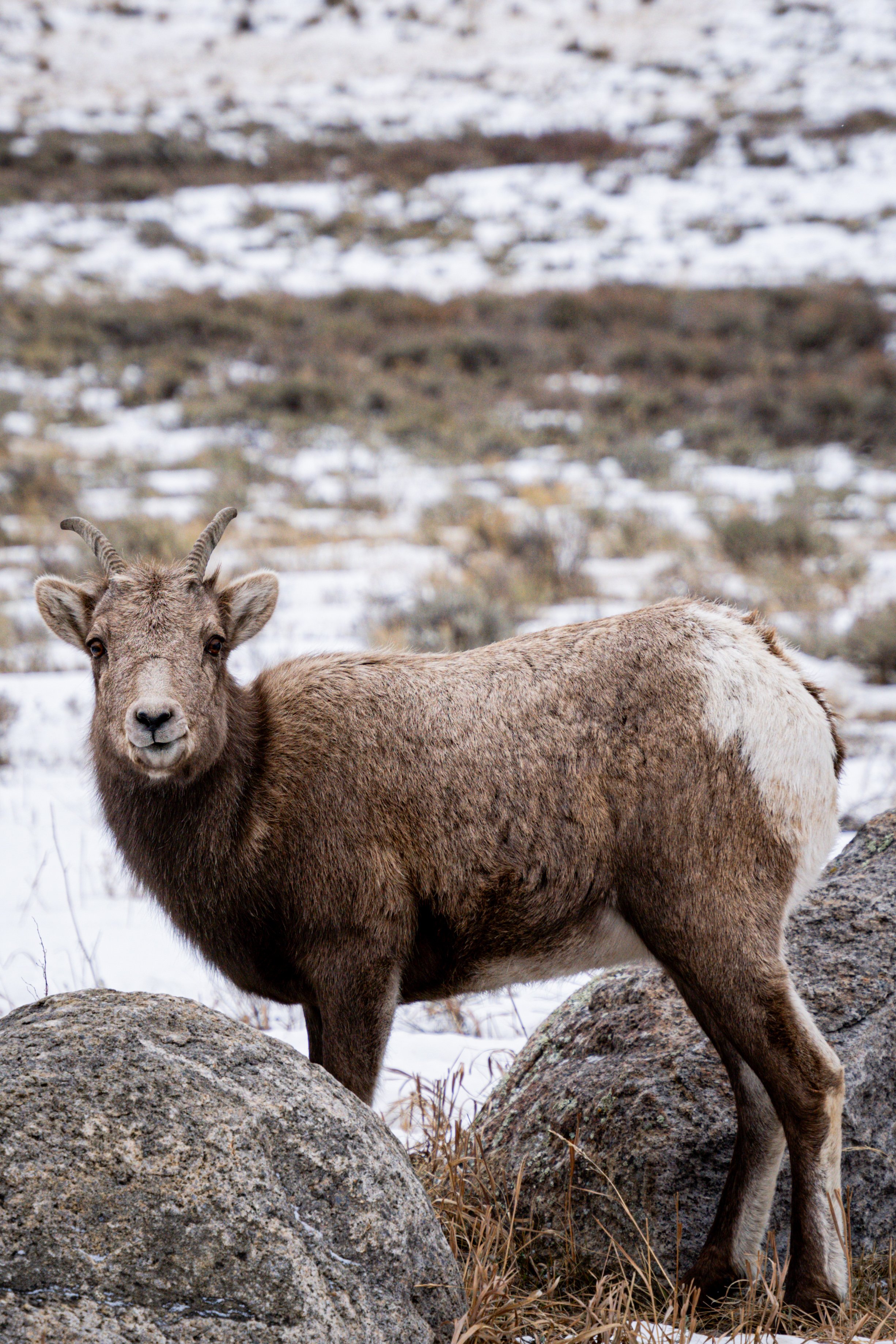 Jackson hole big horn sheep.jpeg