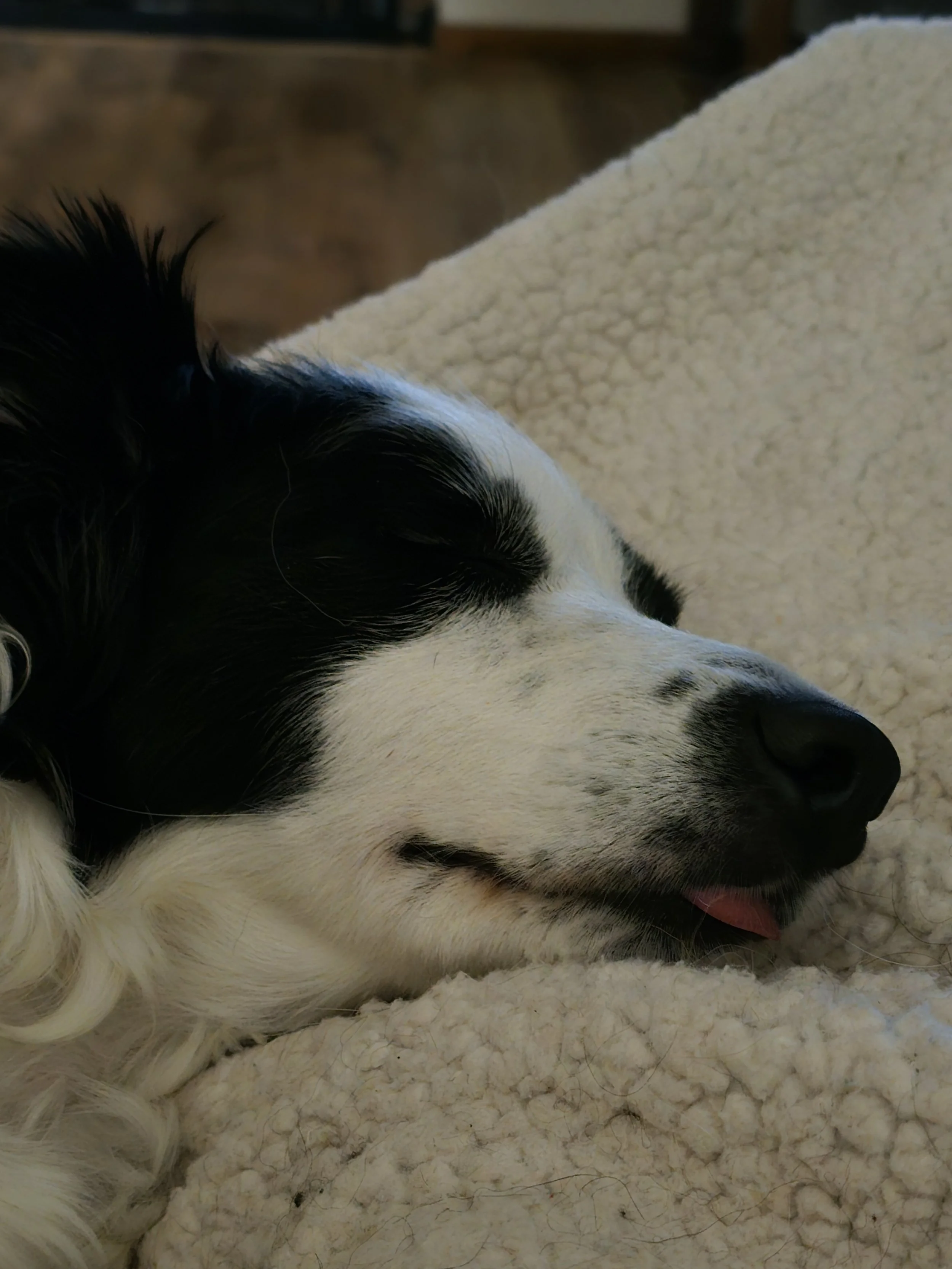 Sophie sleeping tongue out.jpg