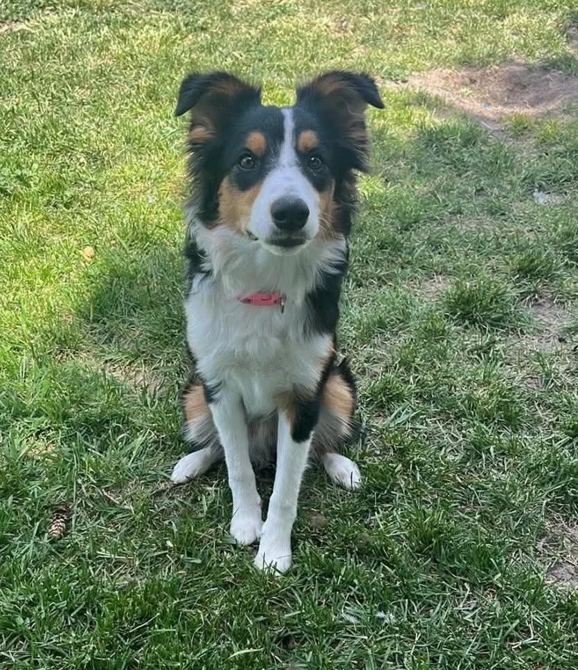 Indy in grass.jpg