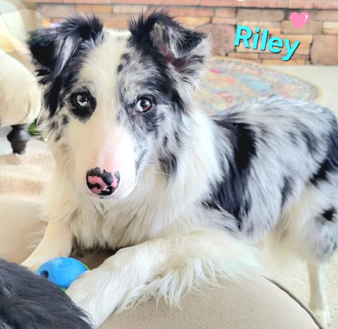 Riley with ball.jpg