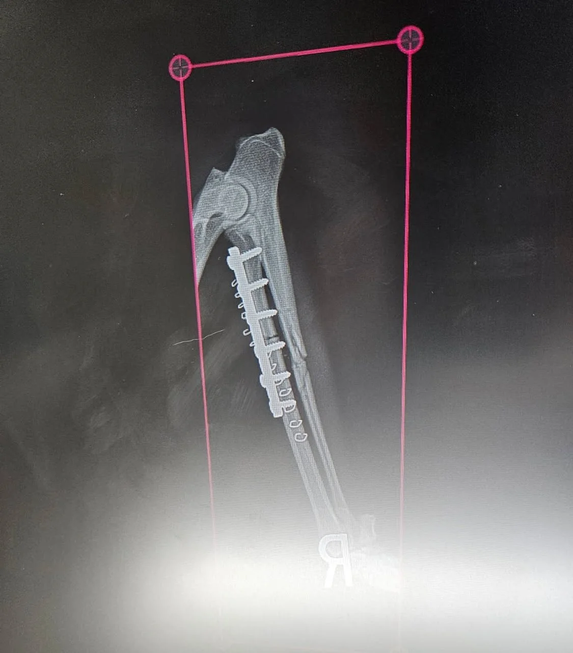 Lizzy xray.jpg